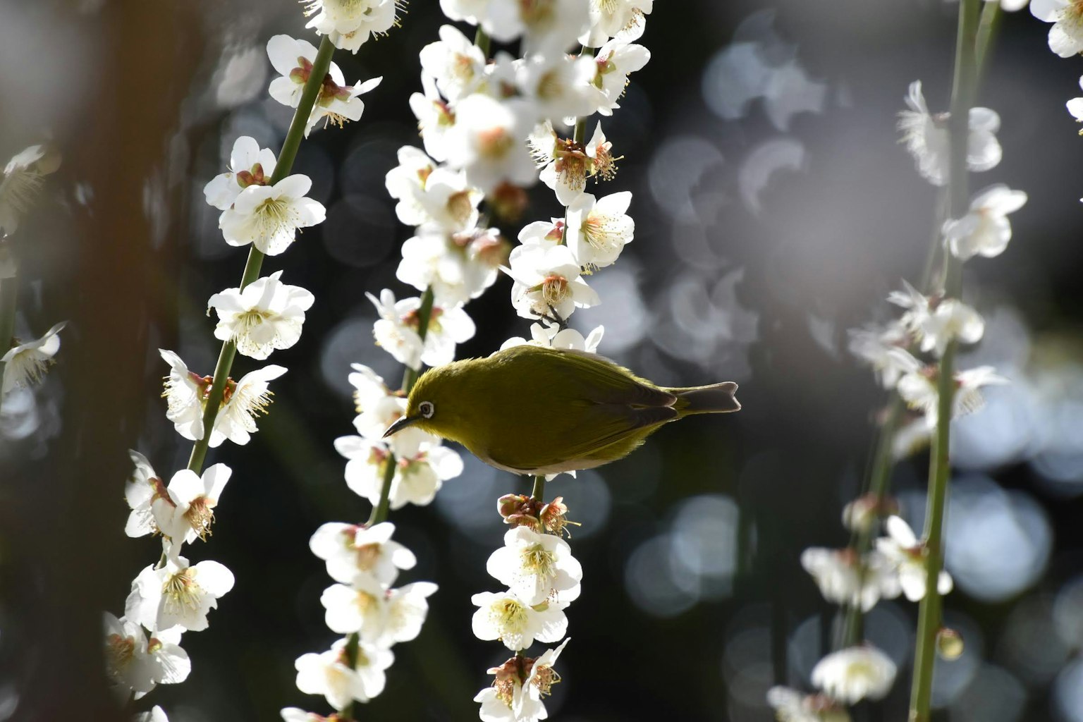 Un oiseau vert parmi des fleurs blanches