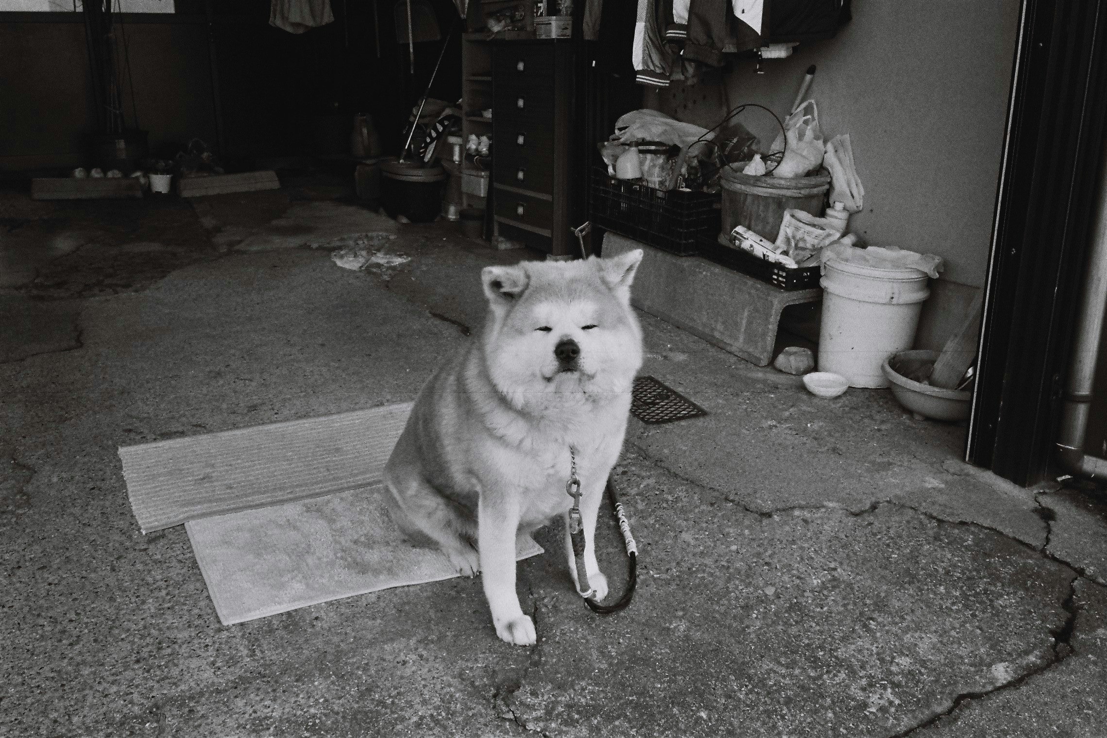能登の路地で座る犬
