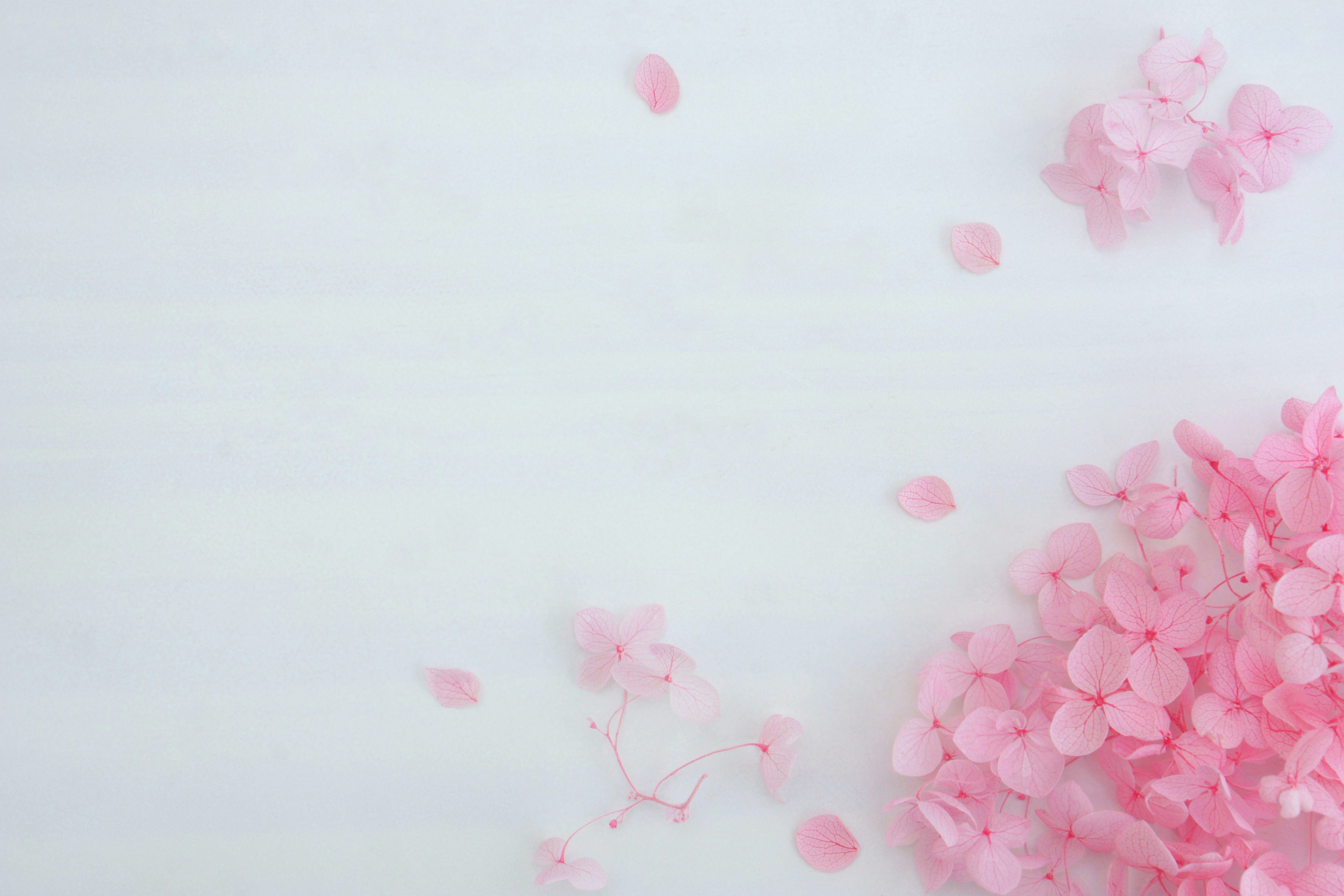 淡いピンクの桜の花びらが舞う背景