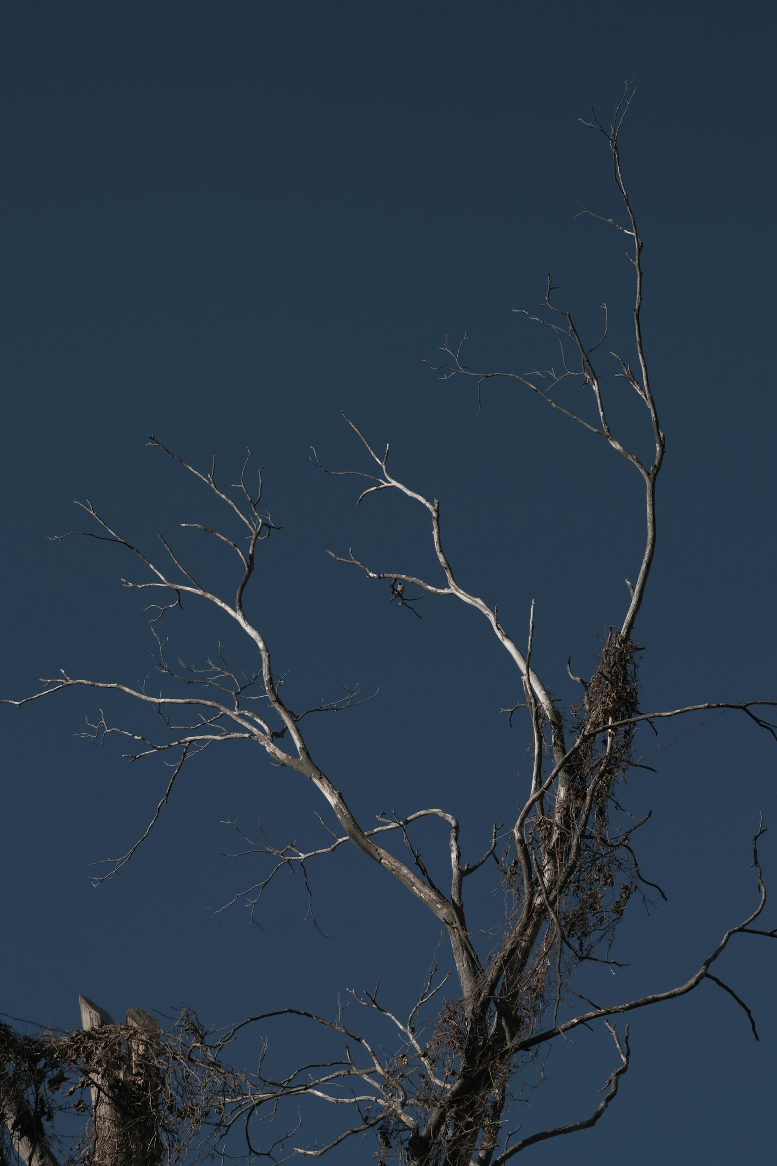 Una foto di rami secchi di albero contro un cielo blu