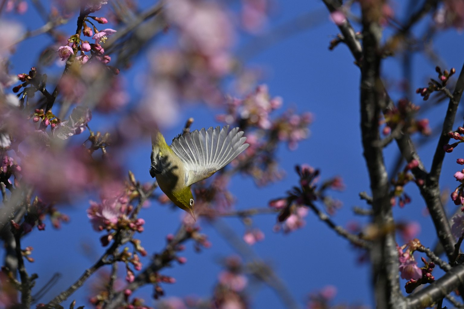 Un uccello vivace che vola tra i fiori di ciliegio sotto un cielo blu