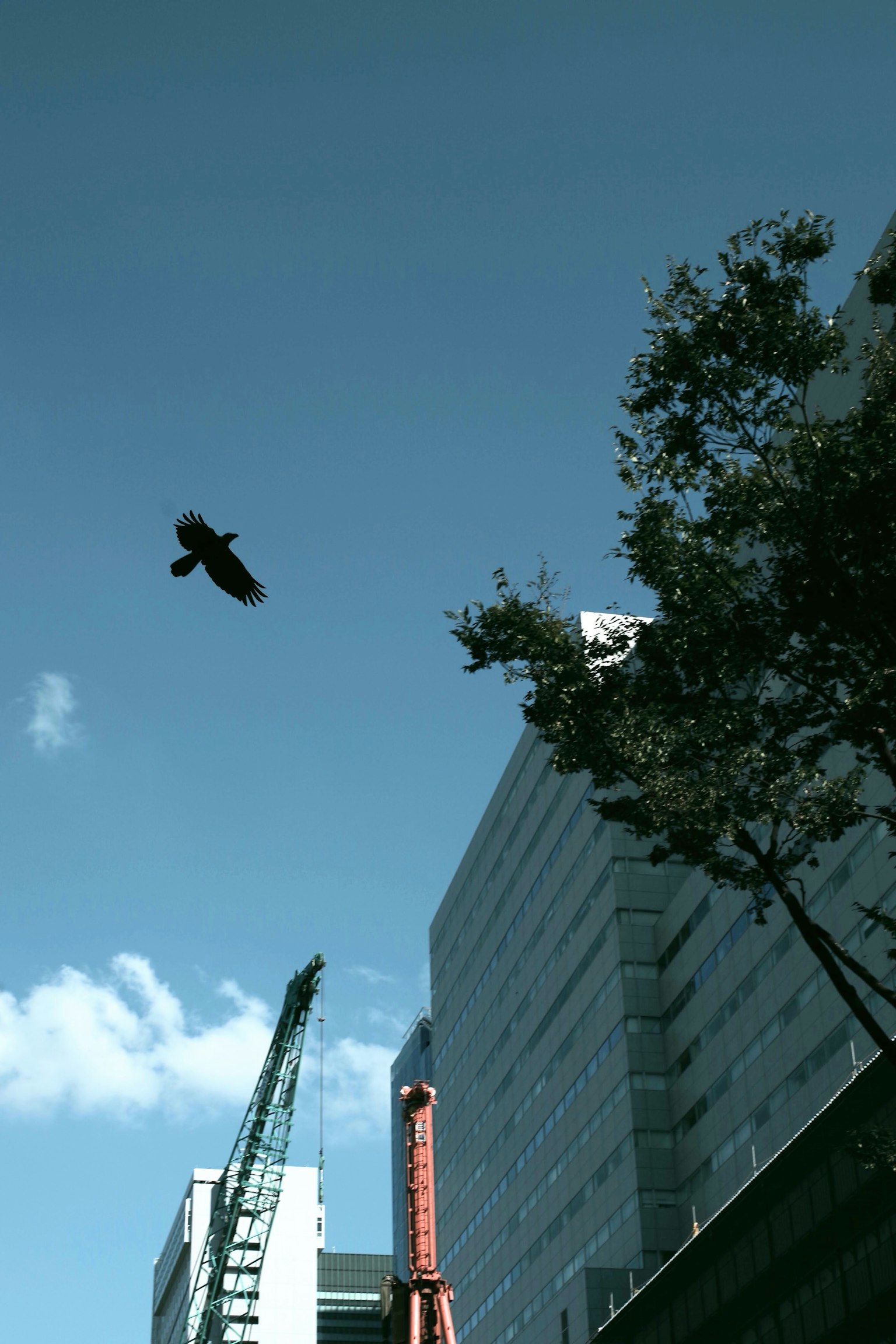 Un pájaro volando entre rascacielos bajo un cielo azul