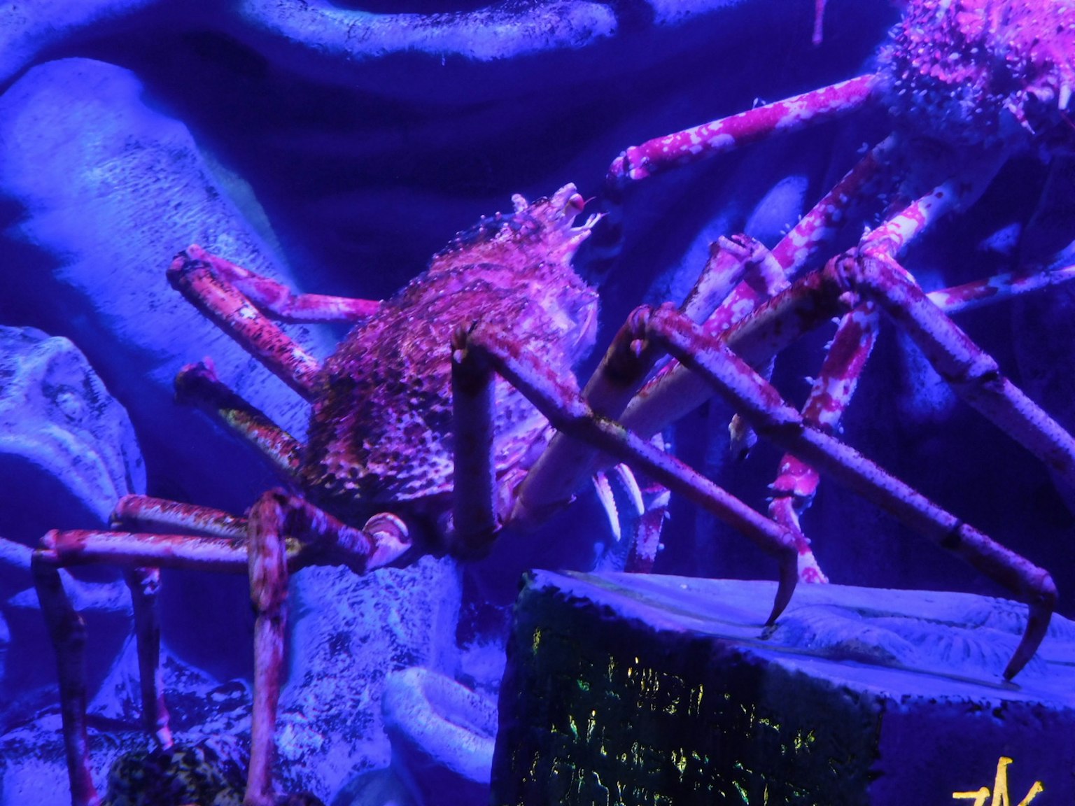 Due granchi che si muovono in un acquario illuminato da luce viola