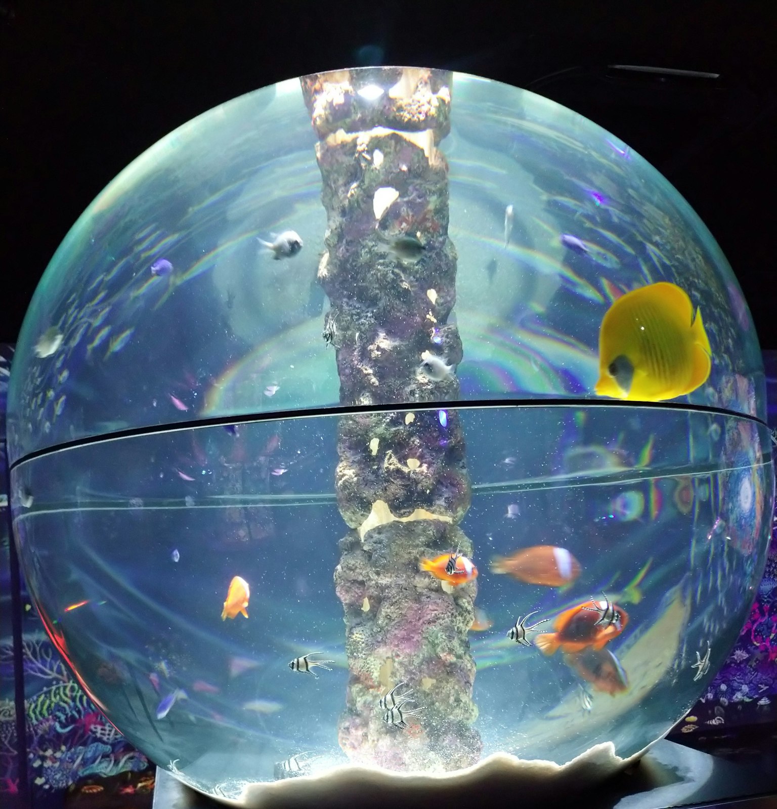 水槽の中に色とりどりの魚が泳いでいる球形の水槽