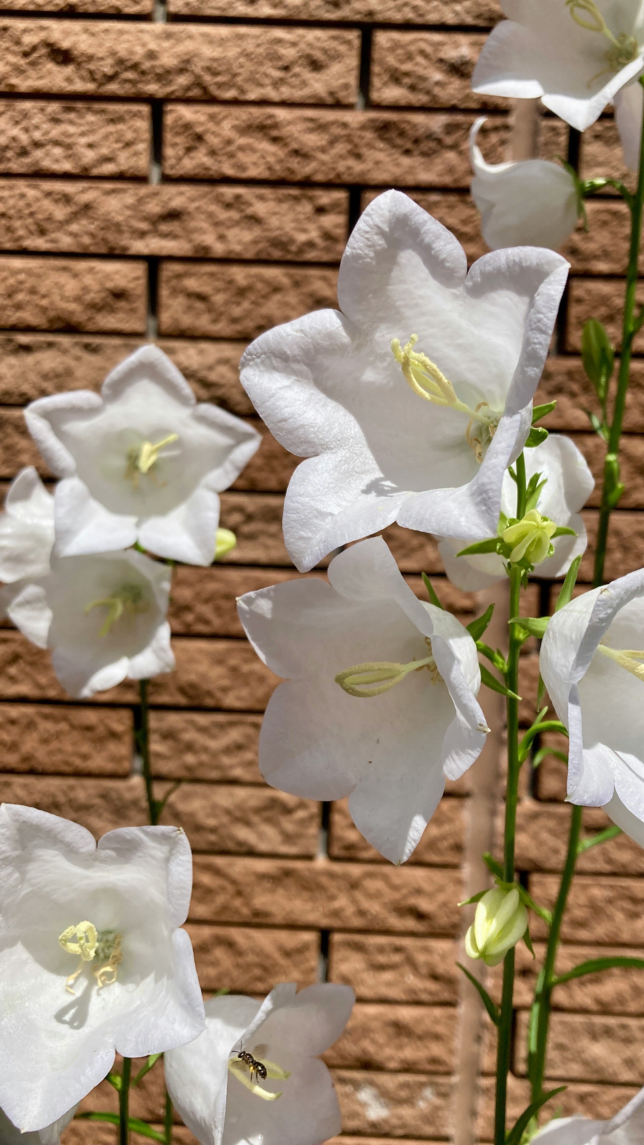 Flores de campanula blancas floreciendo frente a un muro de ladrillo