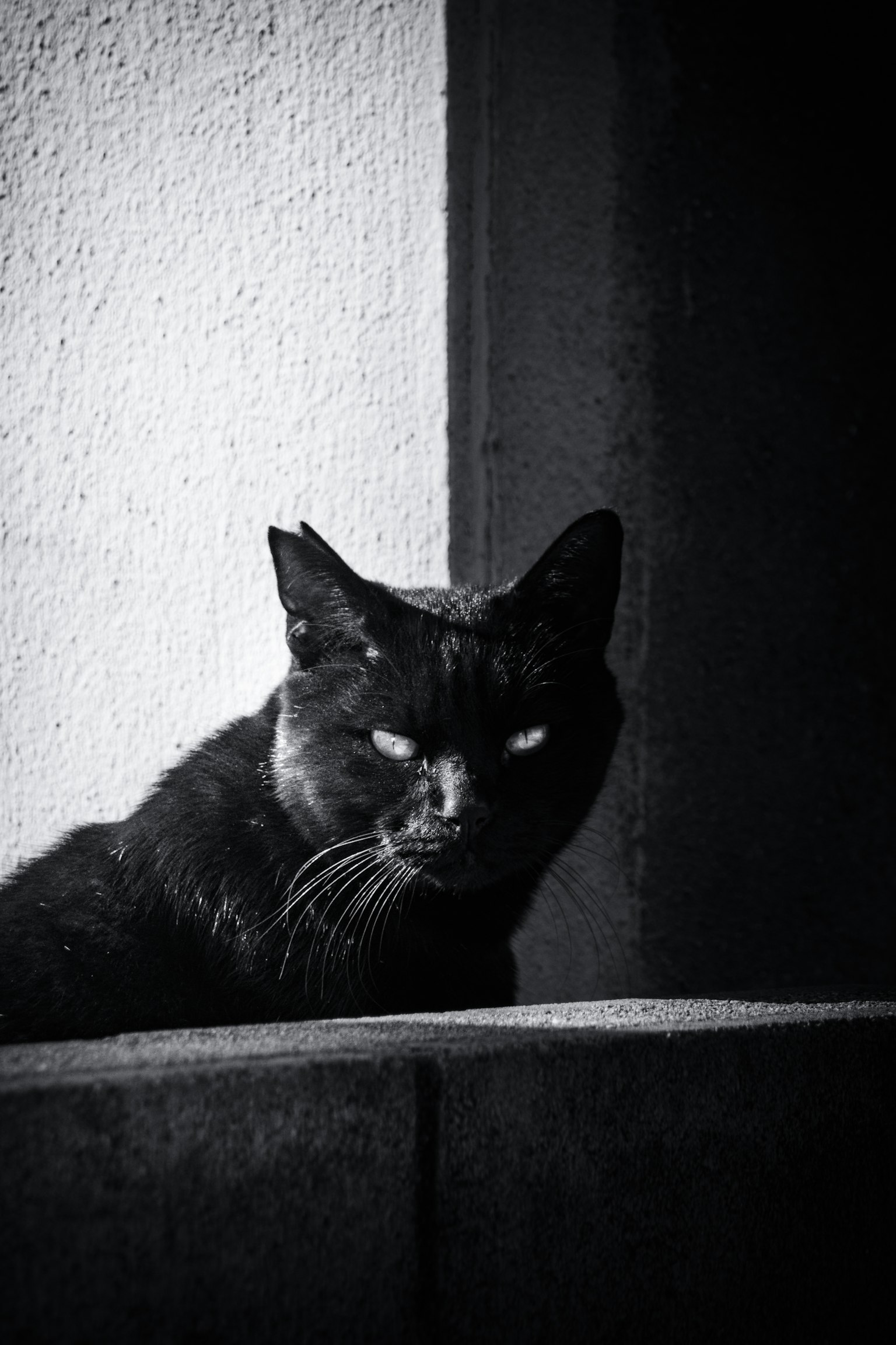 Eine schwarze Katze sitzt vor einem dunklen Hintergrund