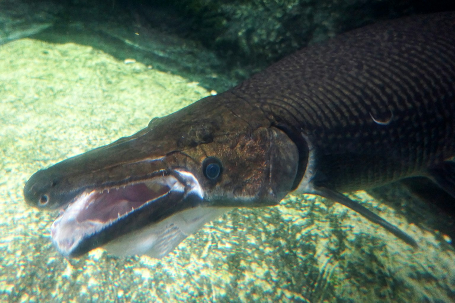 Close-up of a large fish underwater