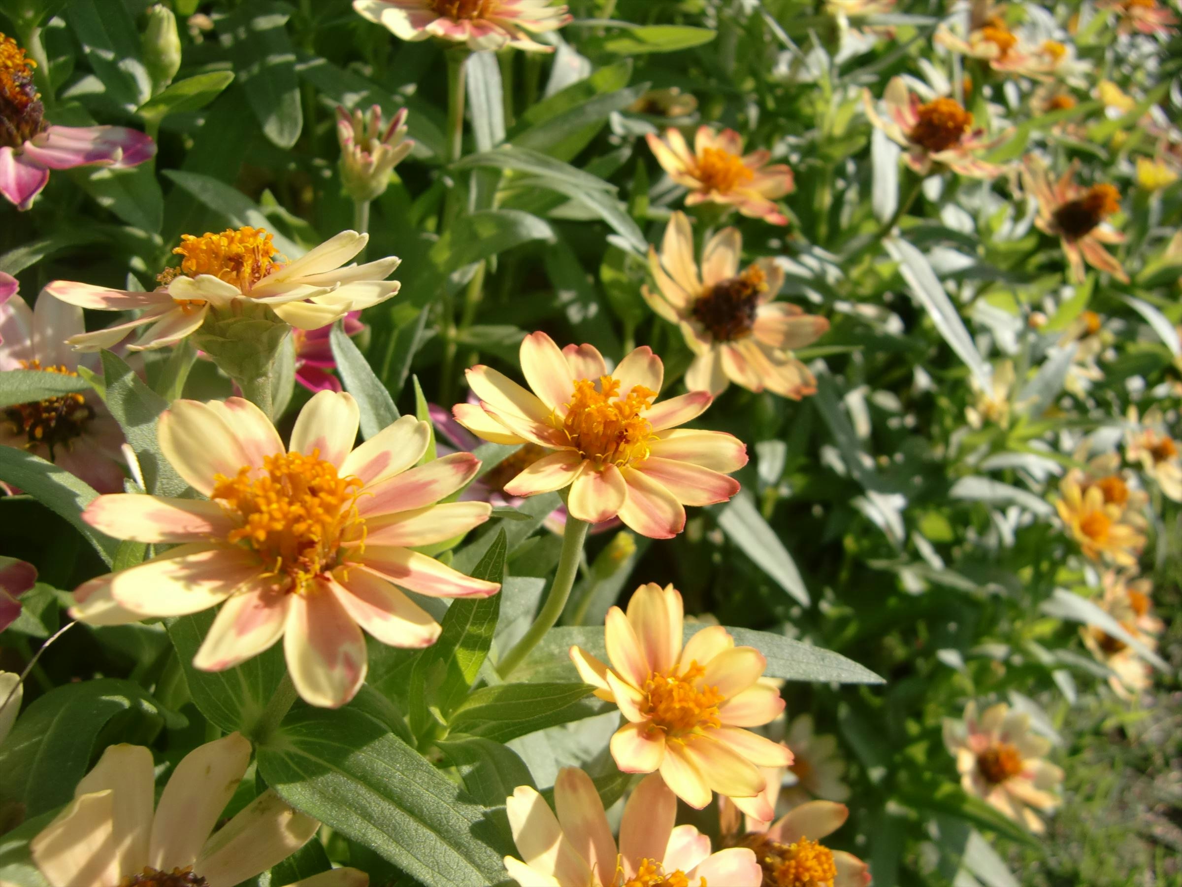 色とりどりの花が咲き誇る花壇のクローズアップ