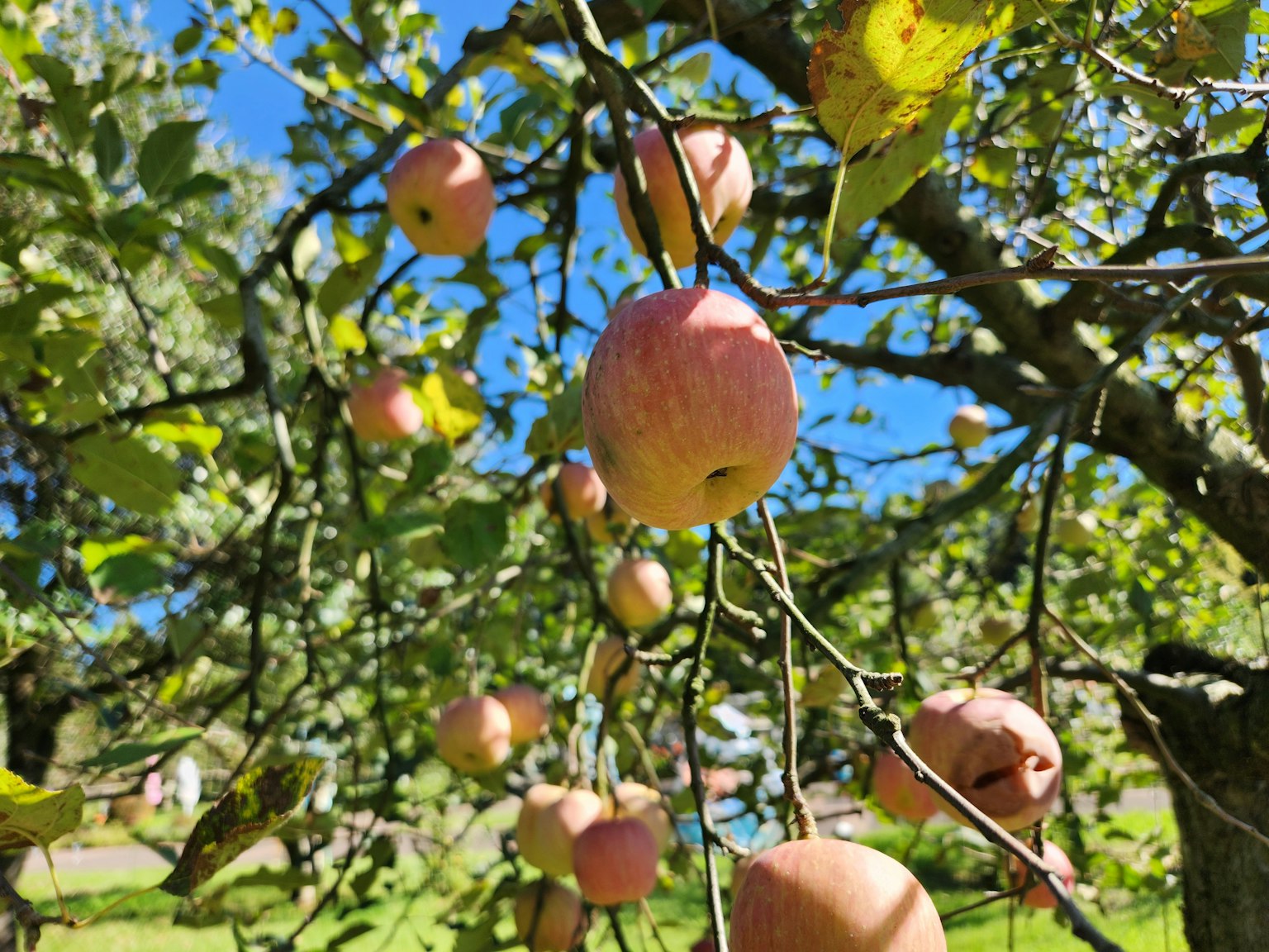Manzanas rojas colgando de las ramas de un manzano bajo un cielo azul