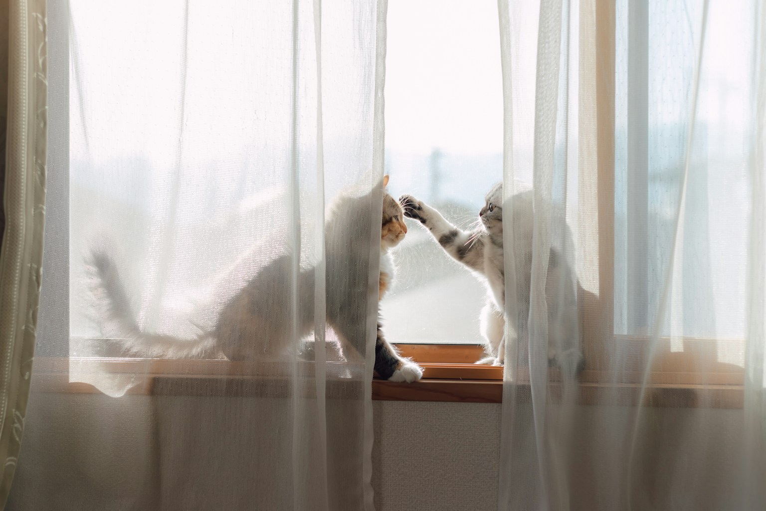 Deux chats se touchant à travers des rideaux transparents près de la fenêtre