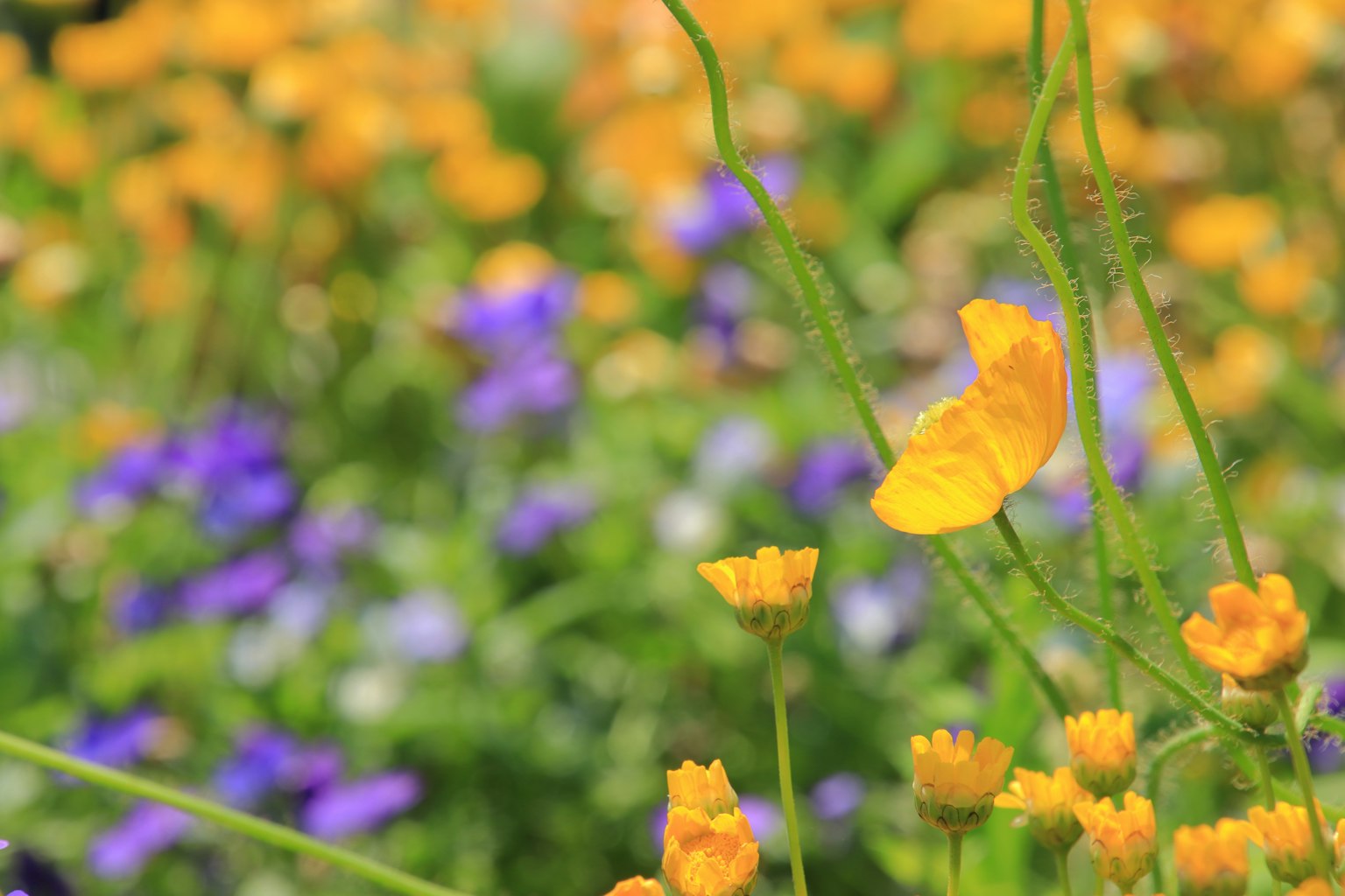 Flores naranjas y moradas vibrantes en un jardín con una mariposa amarilla revoloteando entre ellas