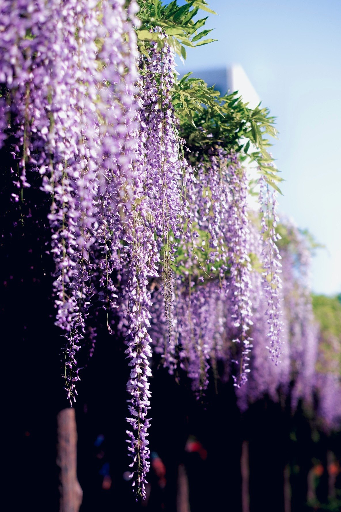 紫の藤の花が垂れ下がる庭の花房