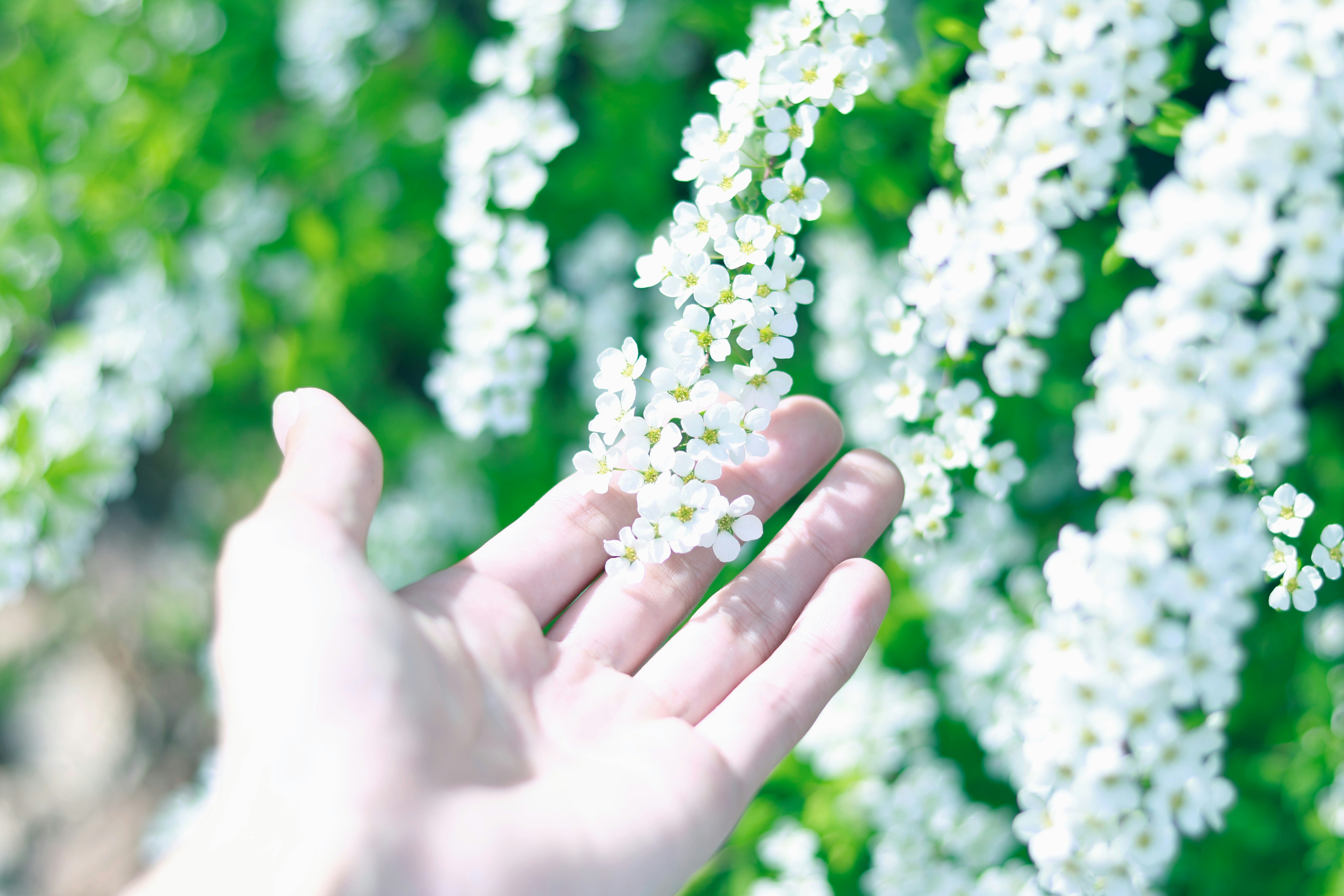 手のひらに咲く白いユキヤナギの花