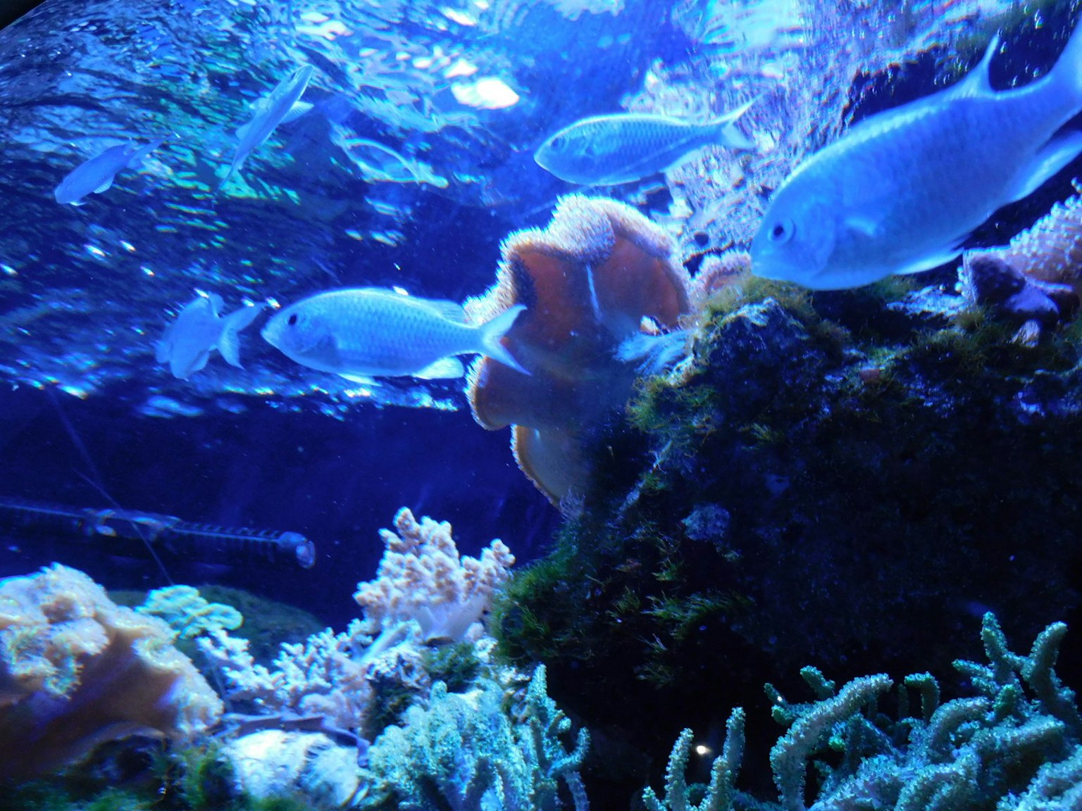 Fish swimming in blue water with colorful coral reefs