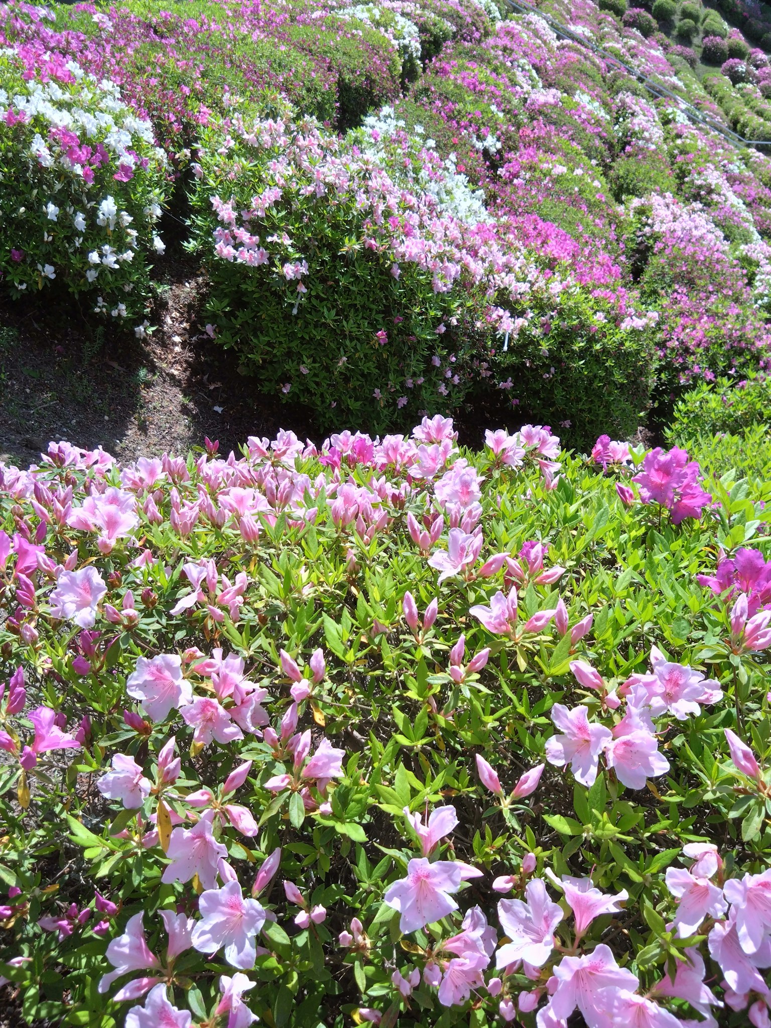 Vibrant garden scene filled with blooming pink and white flowers