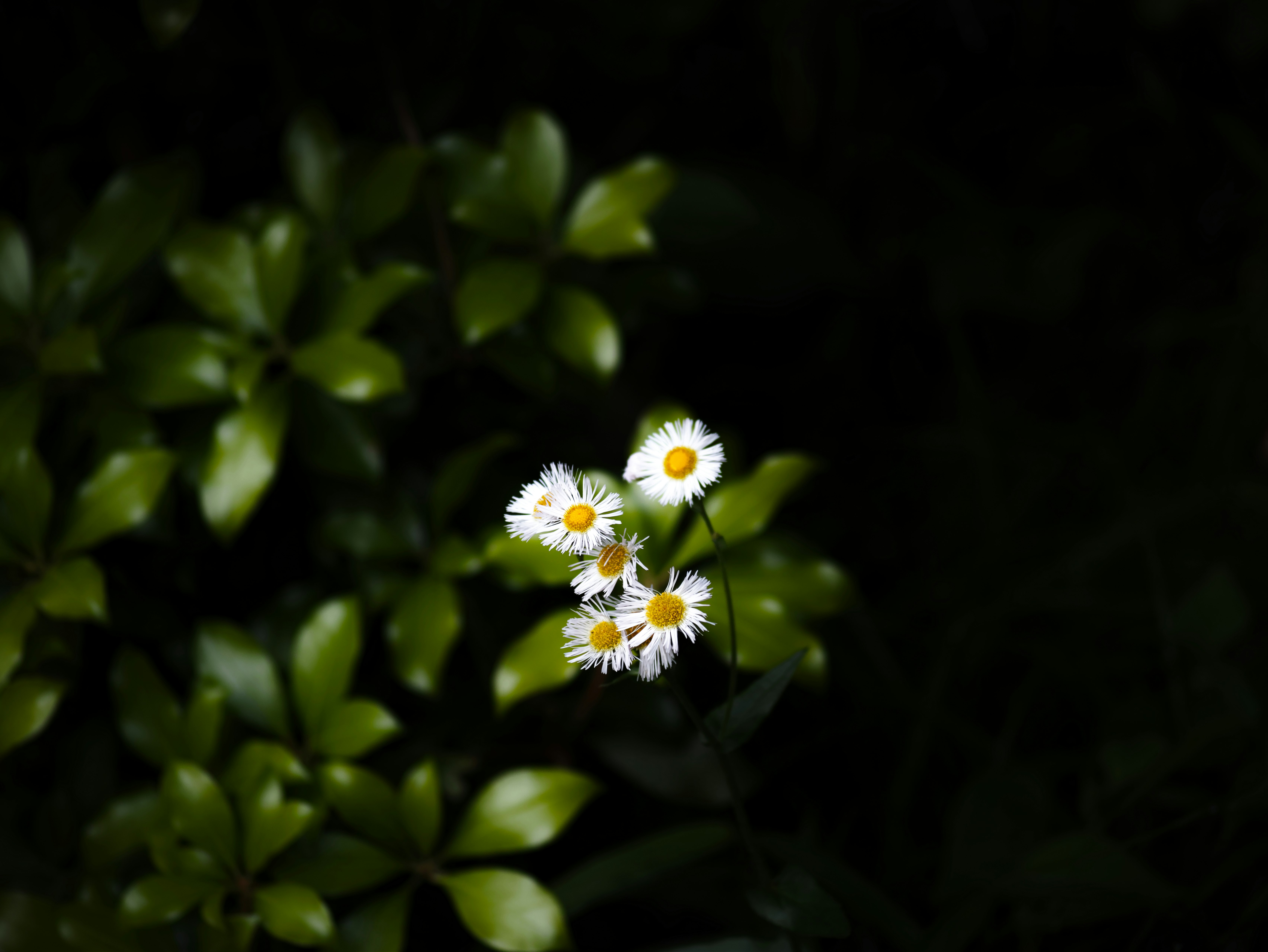 茂みの中で咲く小さな白い花