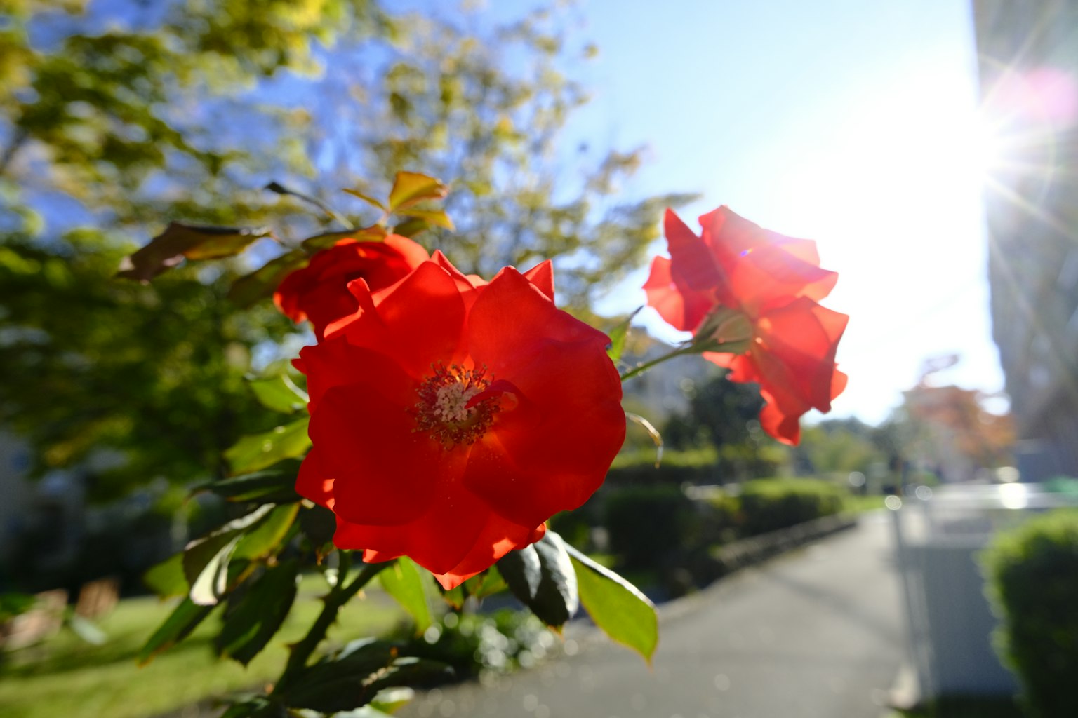 Gros plan sur des roses rouges vives dans un parc ensoleillé