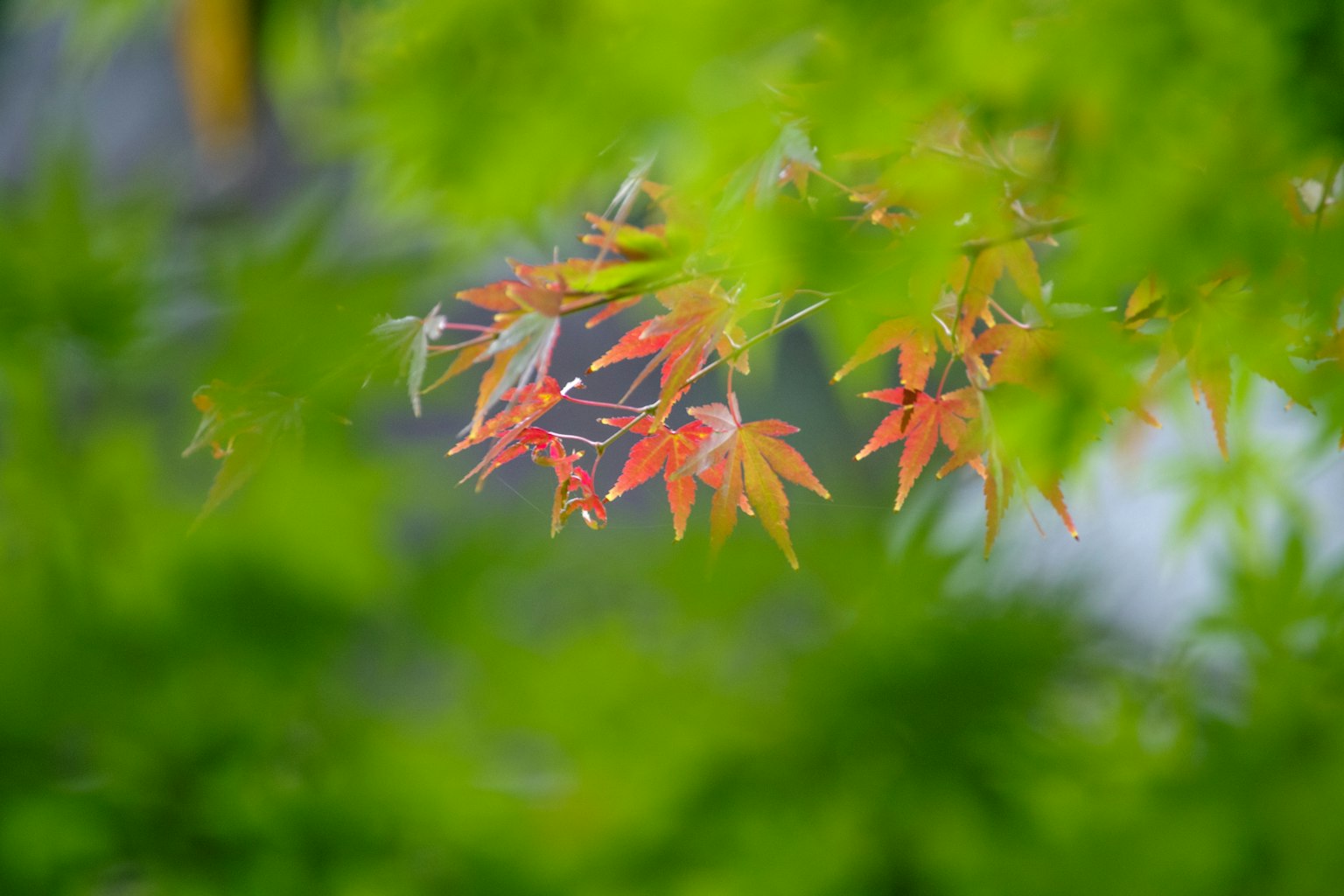 Vibrant red maple leaves among green foliage