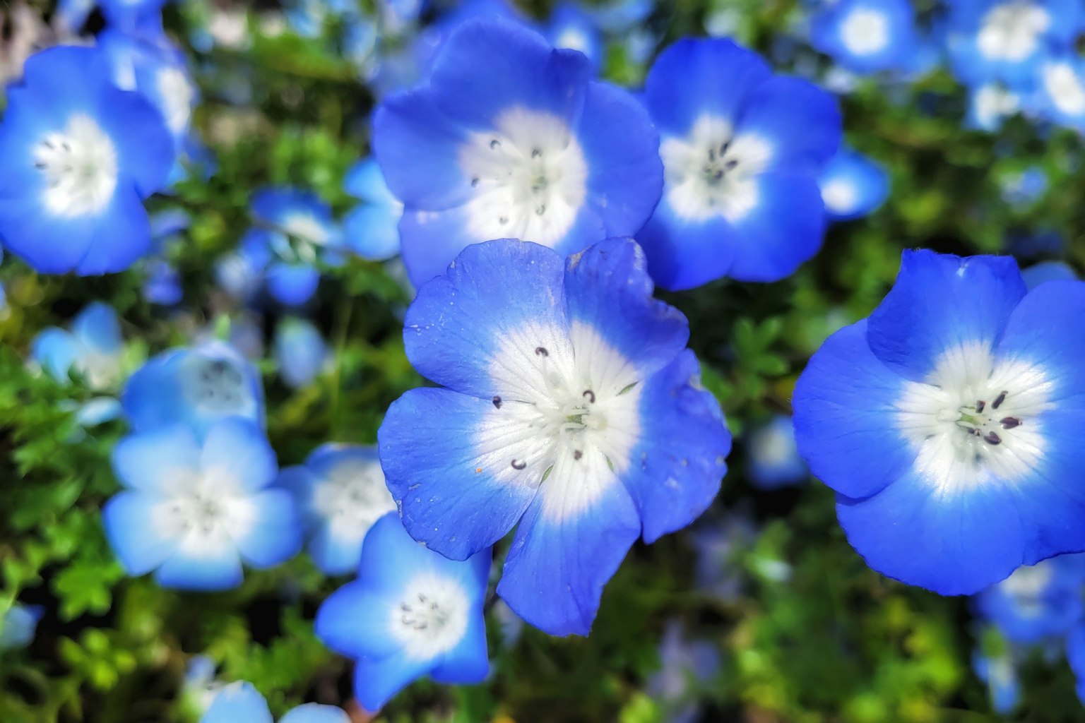A vibrant cluster of blue flowers with white centers