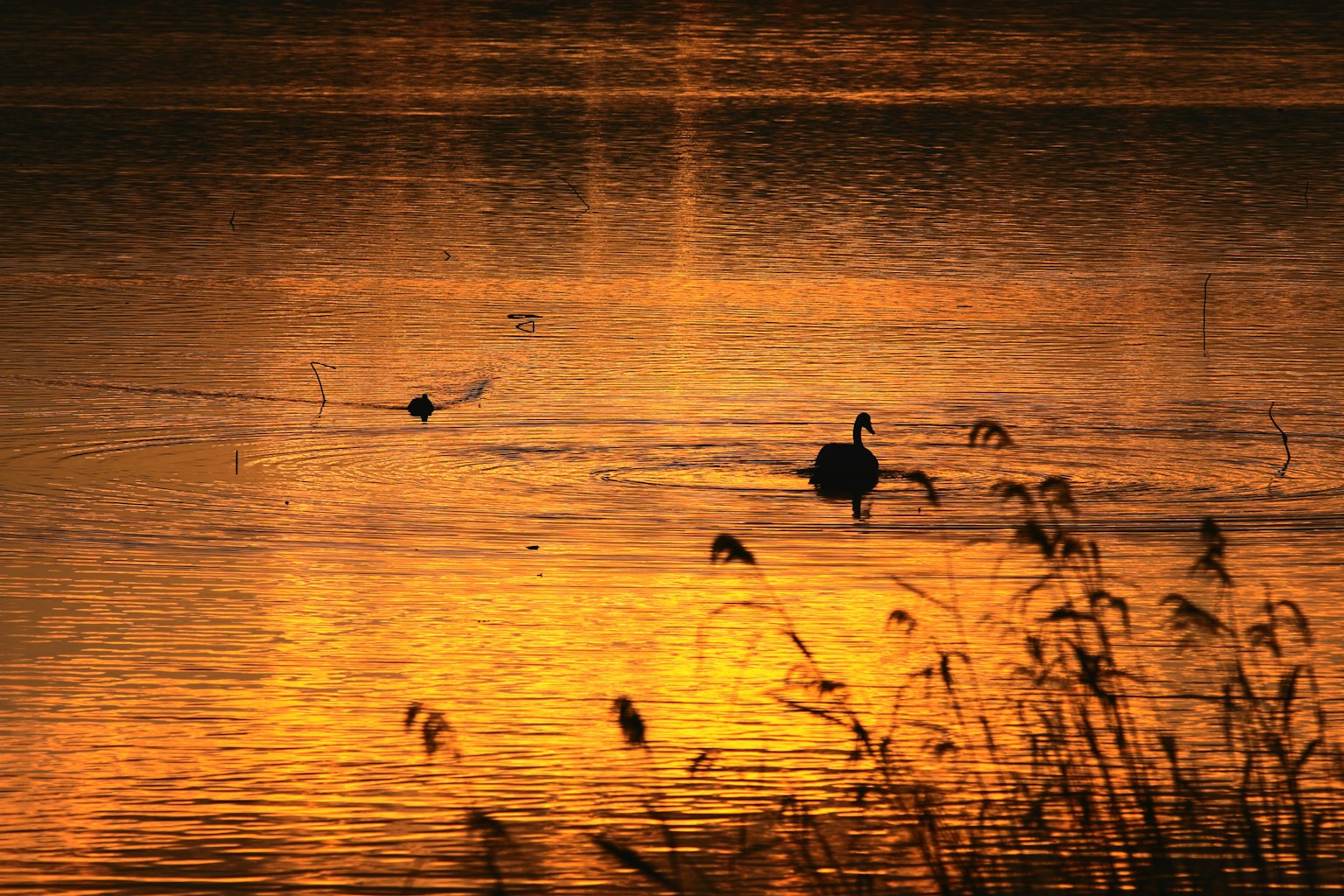 Cigno che scivola su un lago dorato al tramonto