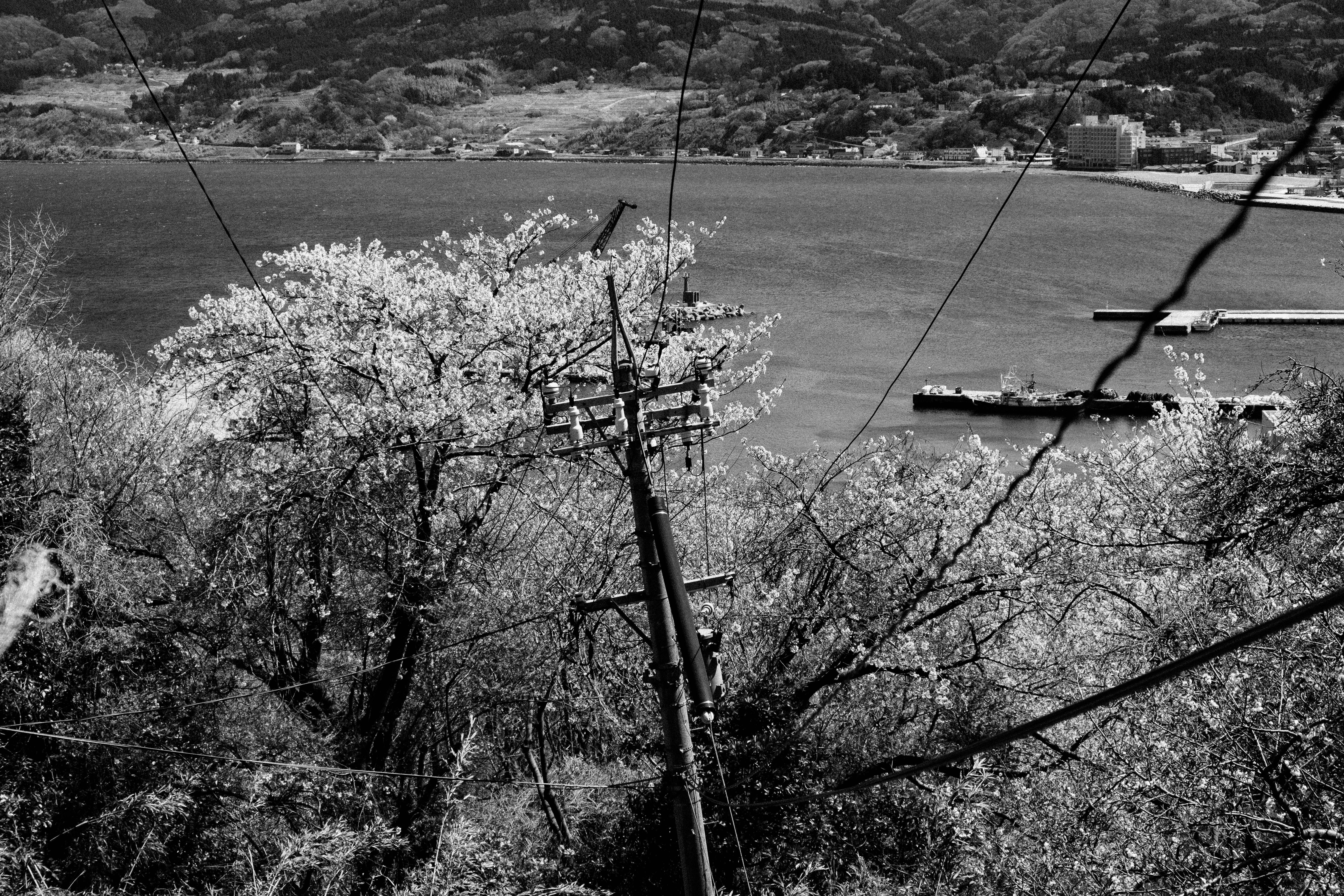 海と山を背景にした白黒の風景 電柱と桜の木が見える