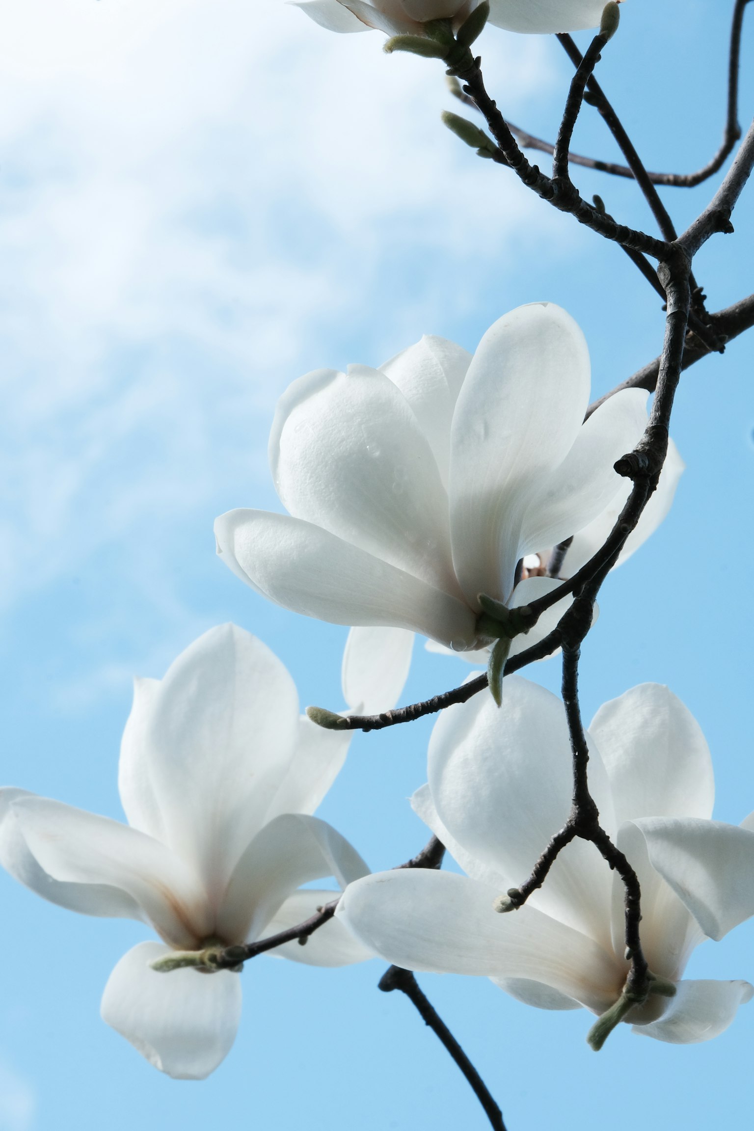 White magnolia flowers blooming against a blue sky