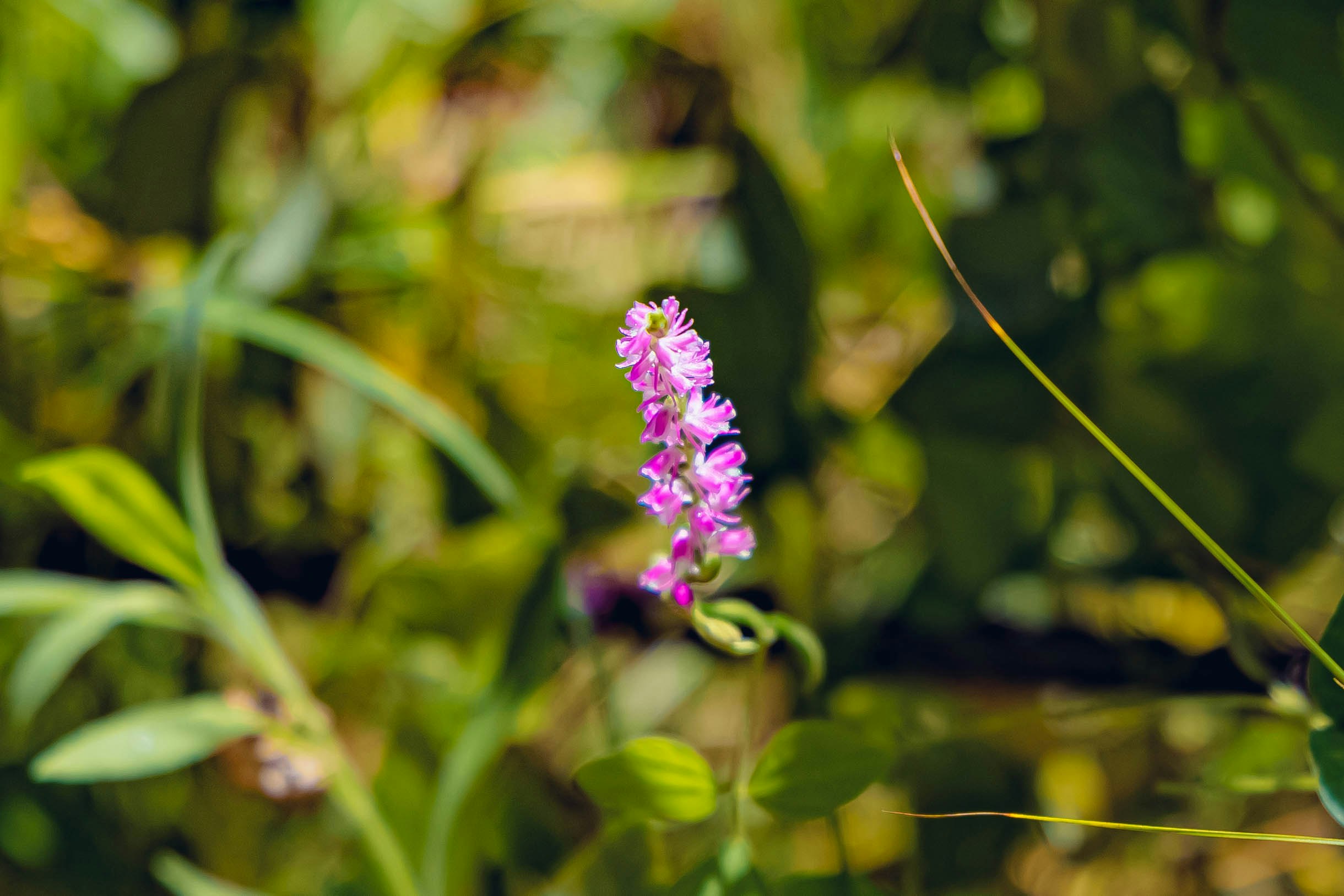 野の花のピンクの花穂がボケた自然の草むら