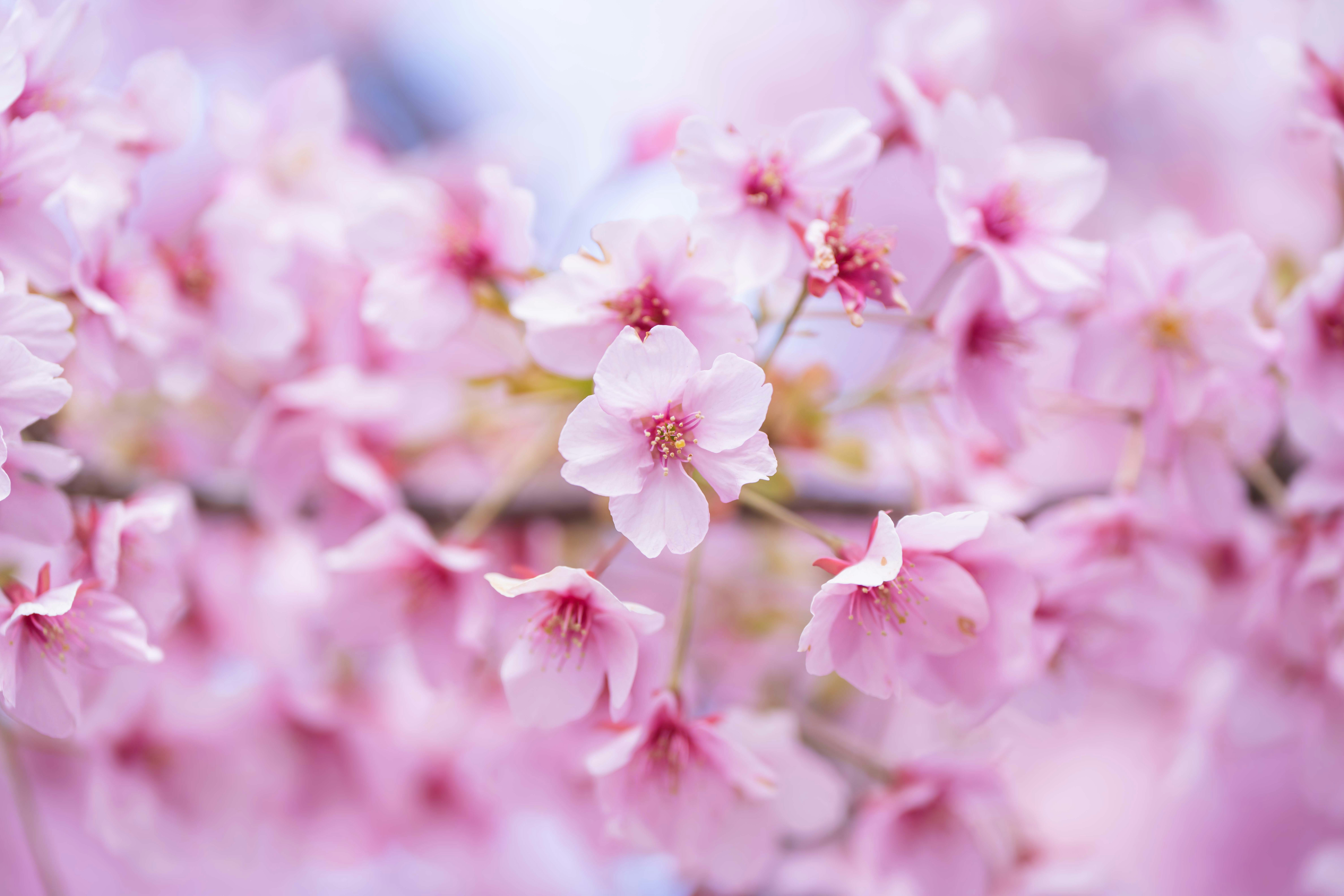 Kawazu cherry blossoms in soft pink bloom