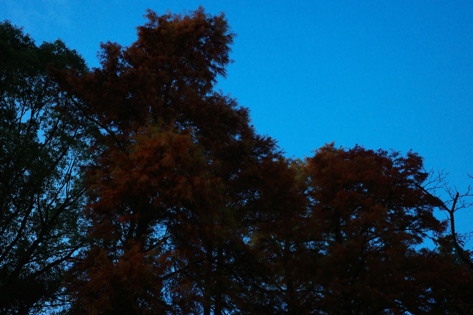 Silhouette of trees with red leaves against a blue sky