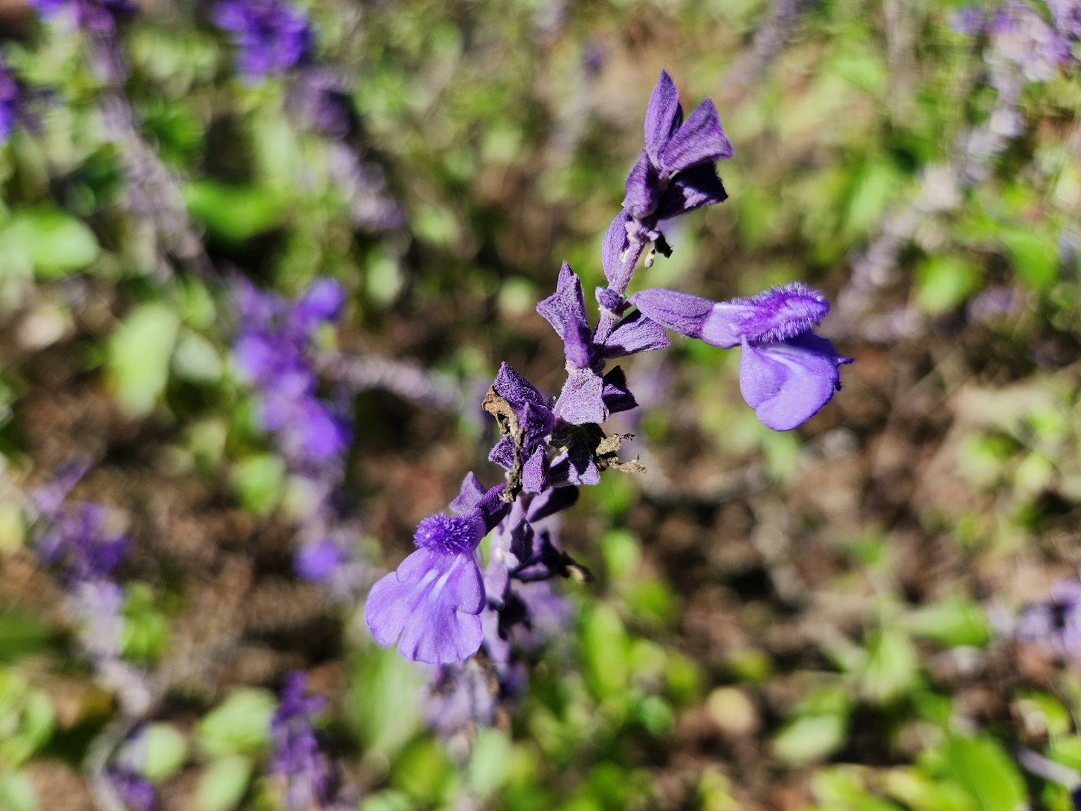 Gros plan d'une plante avec des fleurs violettes