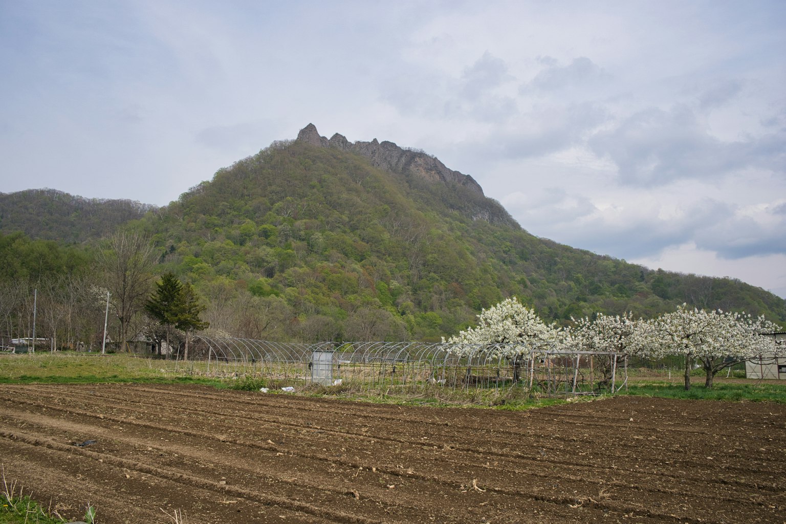 郁郁葱葱的山和开花的果园