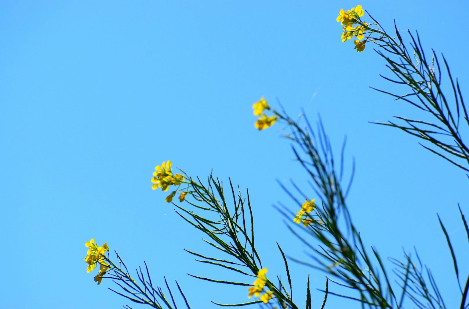 Flores amarillas y hojas delgadas contra un cielo azul