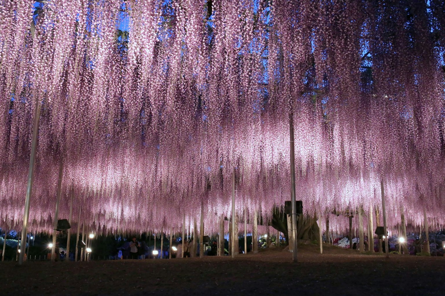 A stunning view of cascading wisteria flowers creating a magical atmosphere