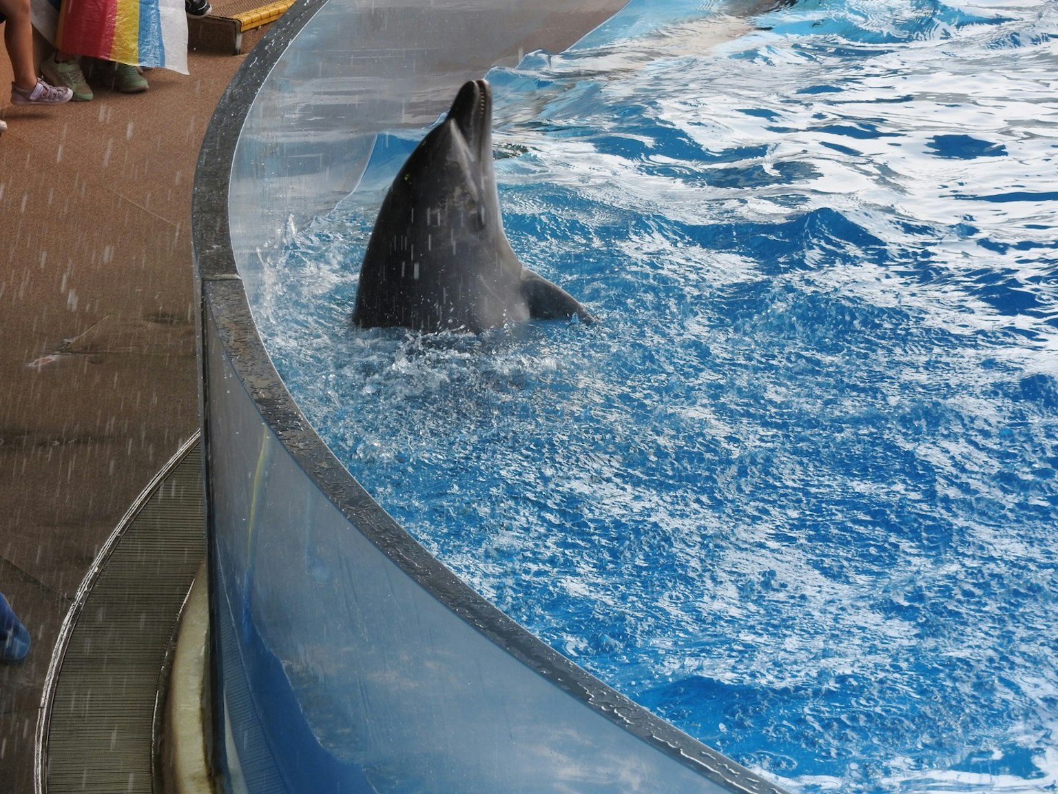 Seal fin emerging from water in an aquarium with blue water