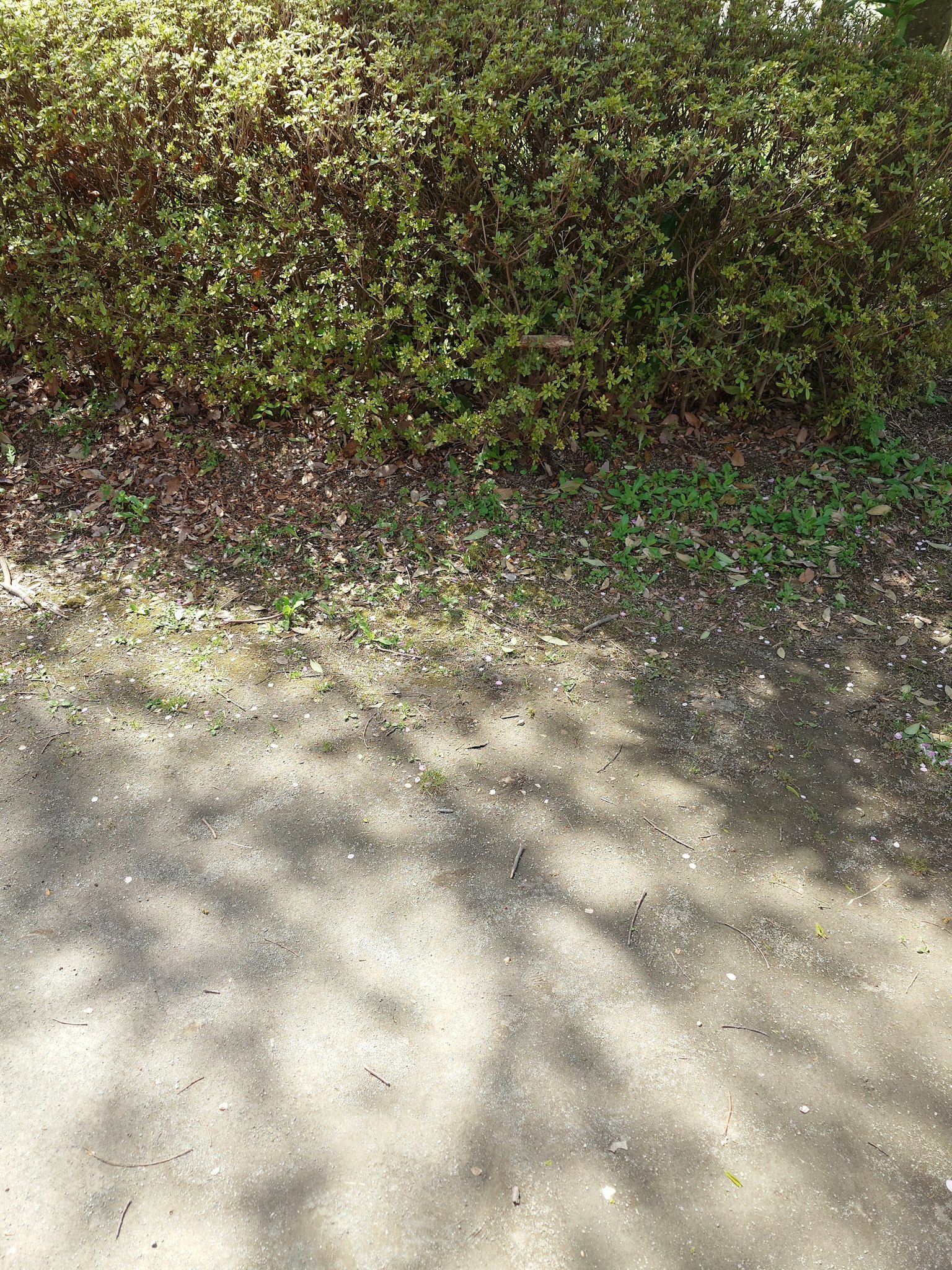 Foto di un cespuglio verde con ombre sul terreno