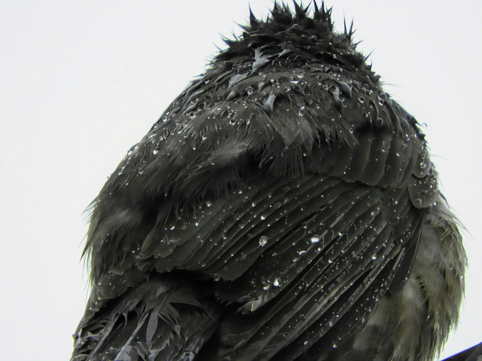 Nahaufnahme des Rückens eines schwarzen Vogels mit nassen Federn