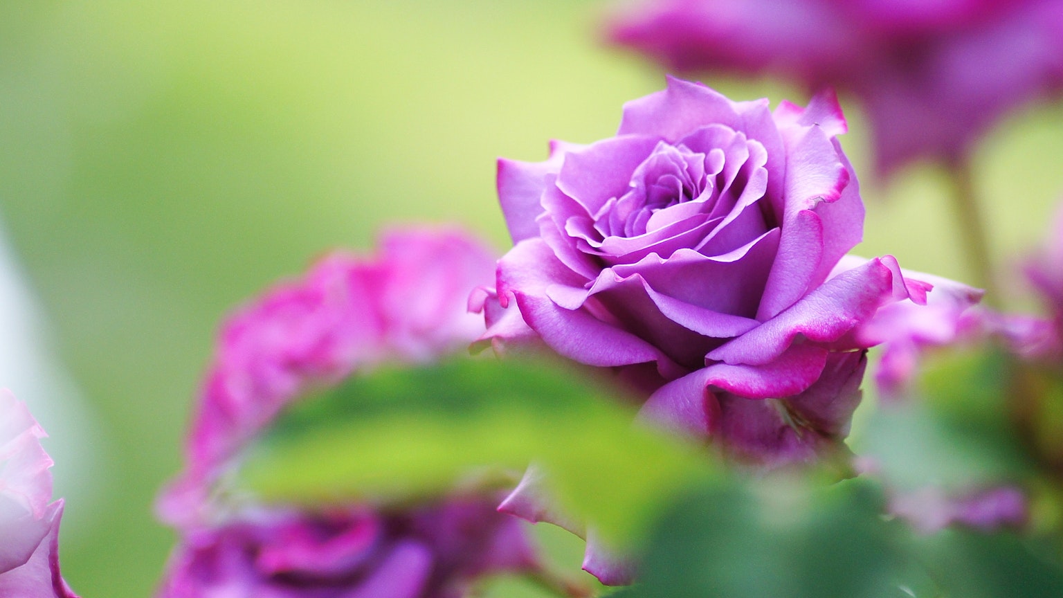 Hermosa flor de rosa púrpura sobre fondo verde