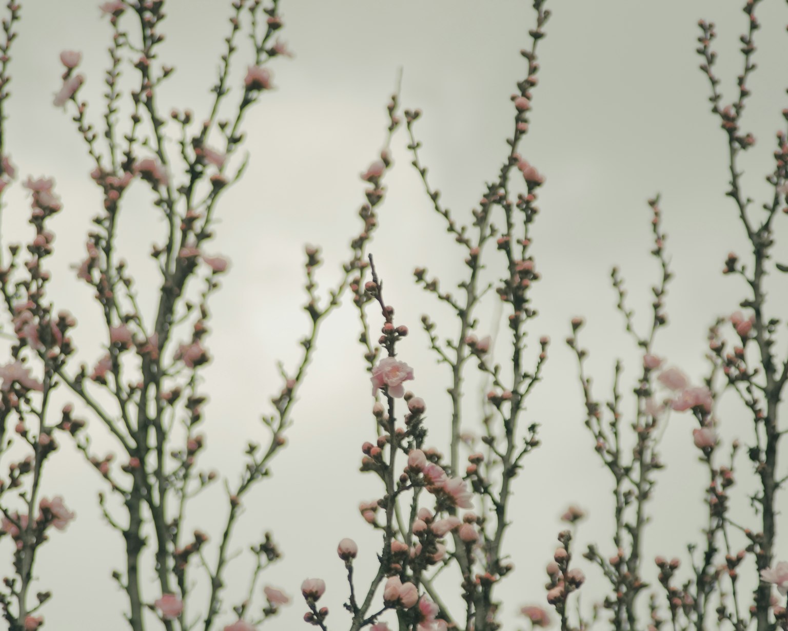 Rami con fiori rosa morbidi che si alzano verso un cielo nuvoloso