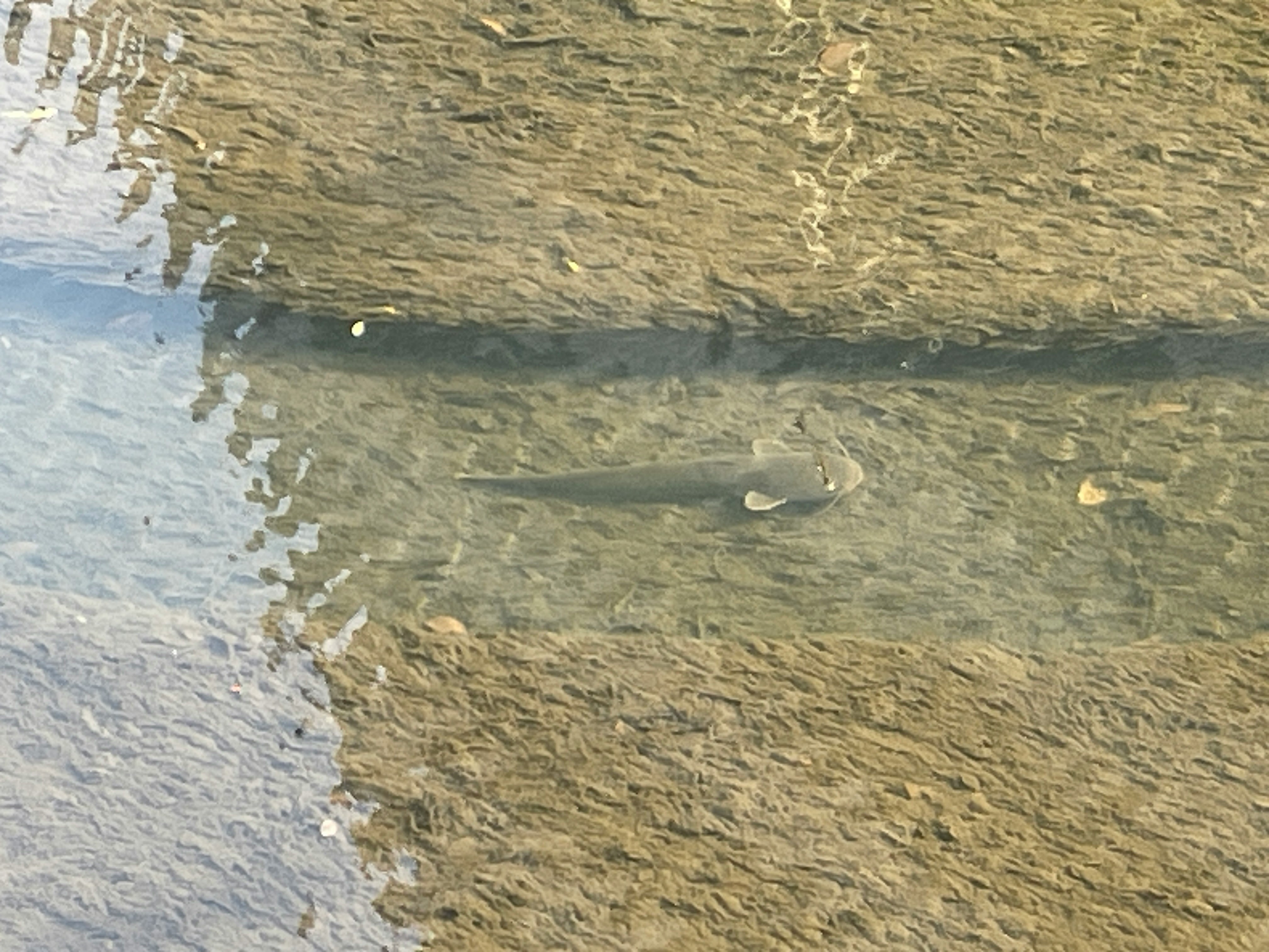 淺水河流中游動的魚群