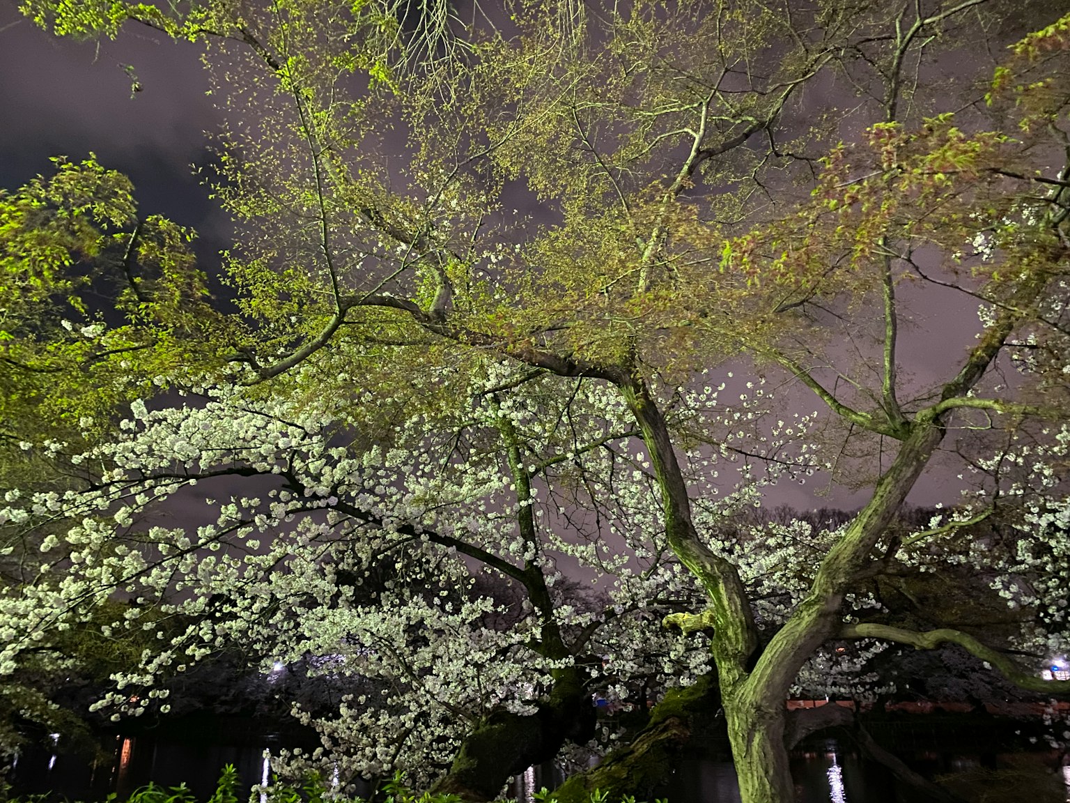 Albero di ciliegio con fiori bianchi sotto il cielo notturno