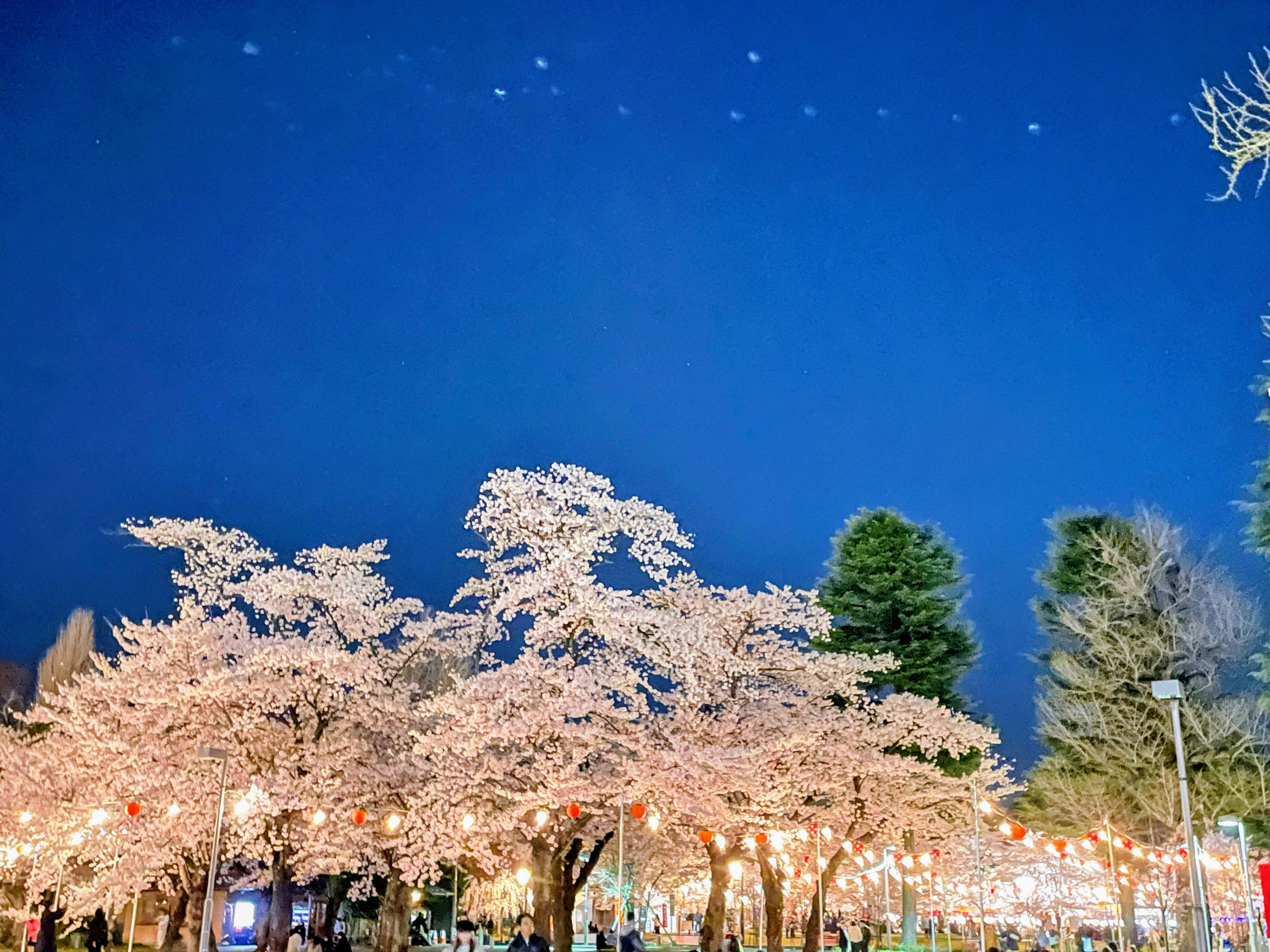 満開の桜並木と夜の灯りが広がる花見の風景