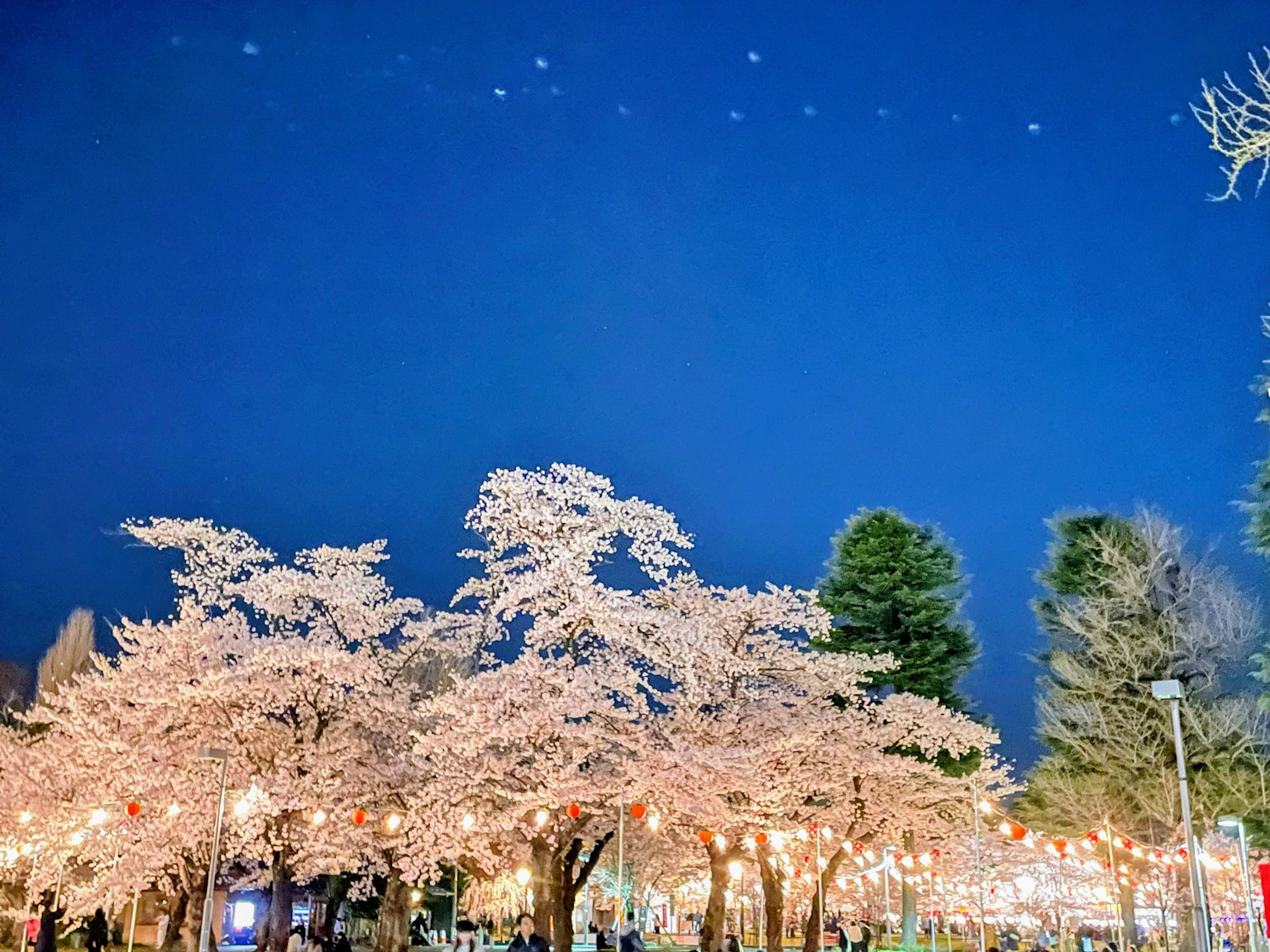 夜空下灯笼照亮的樱花树