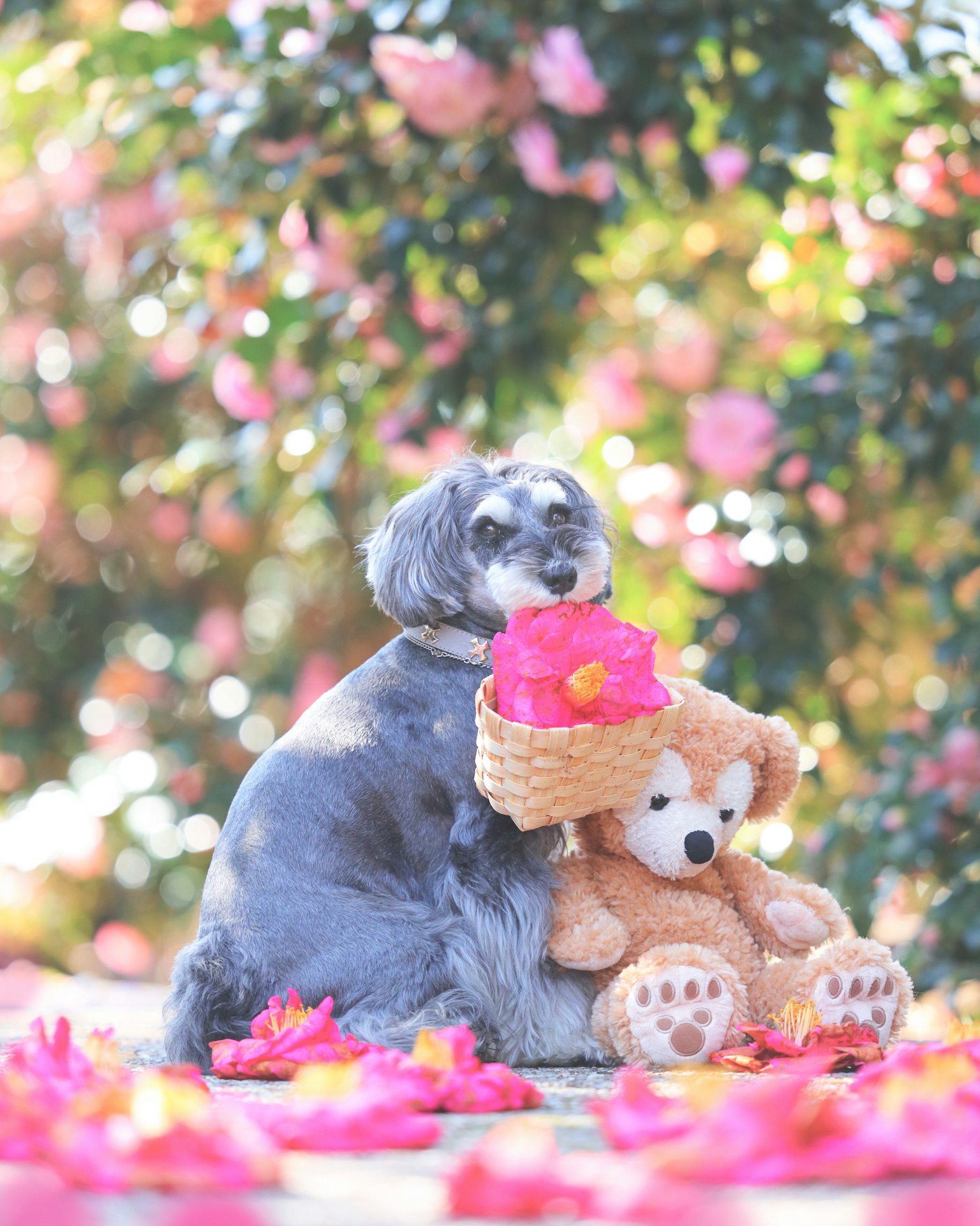 Chien mignon tenant un ours en peluche entouré de pétales de fleurs