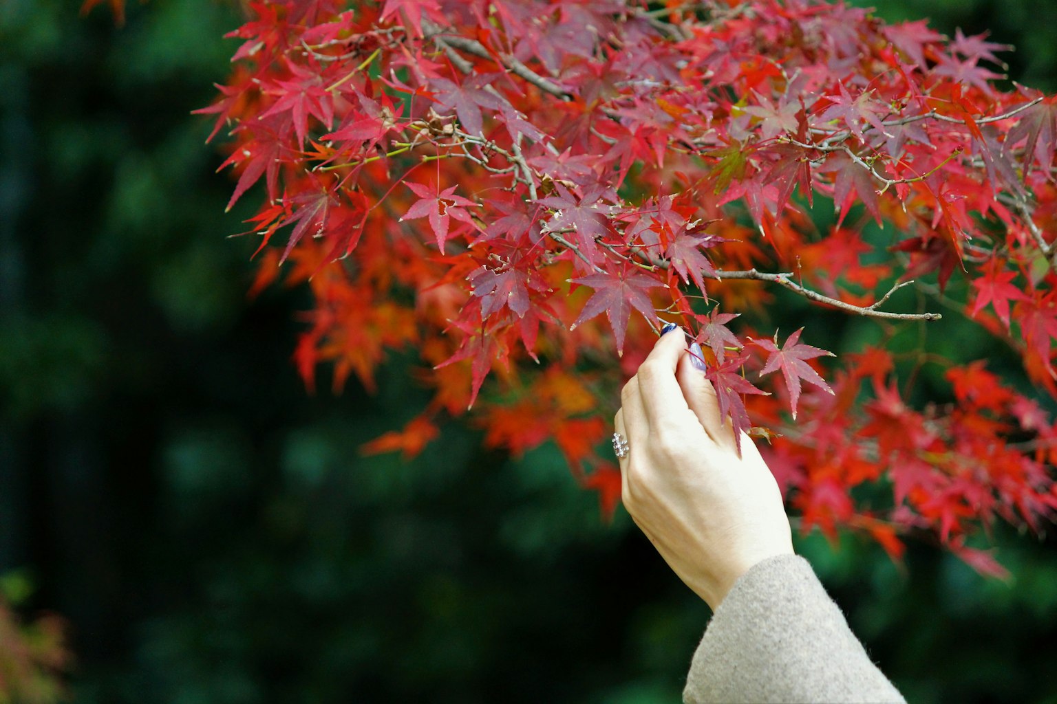 Hand holding vibrant red maple leaves
