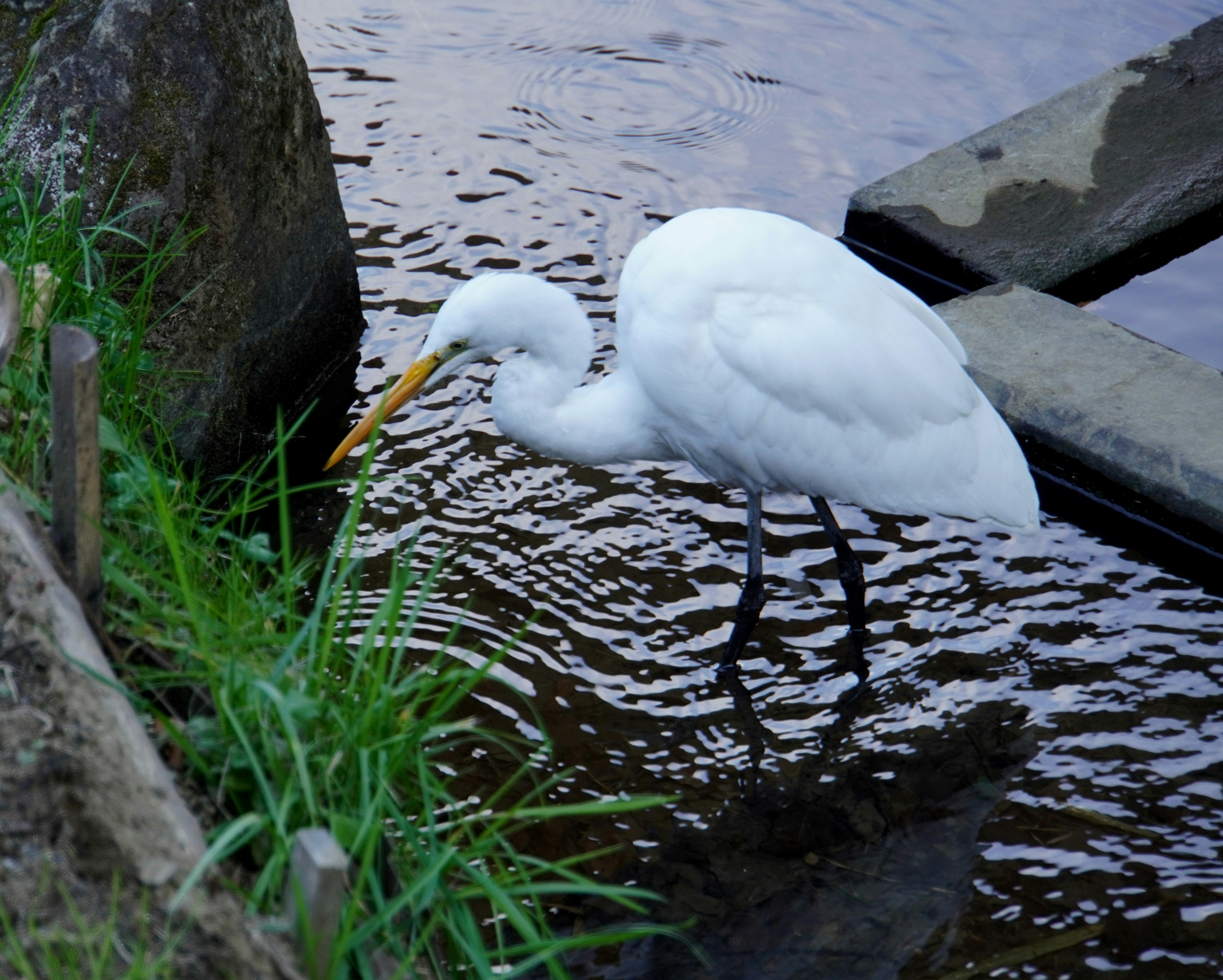 aves blancas junto a un borde de piedra y la superficie del agua