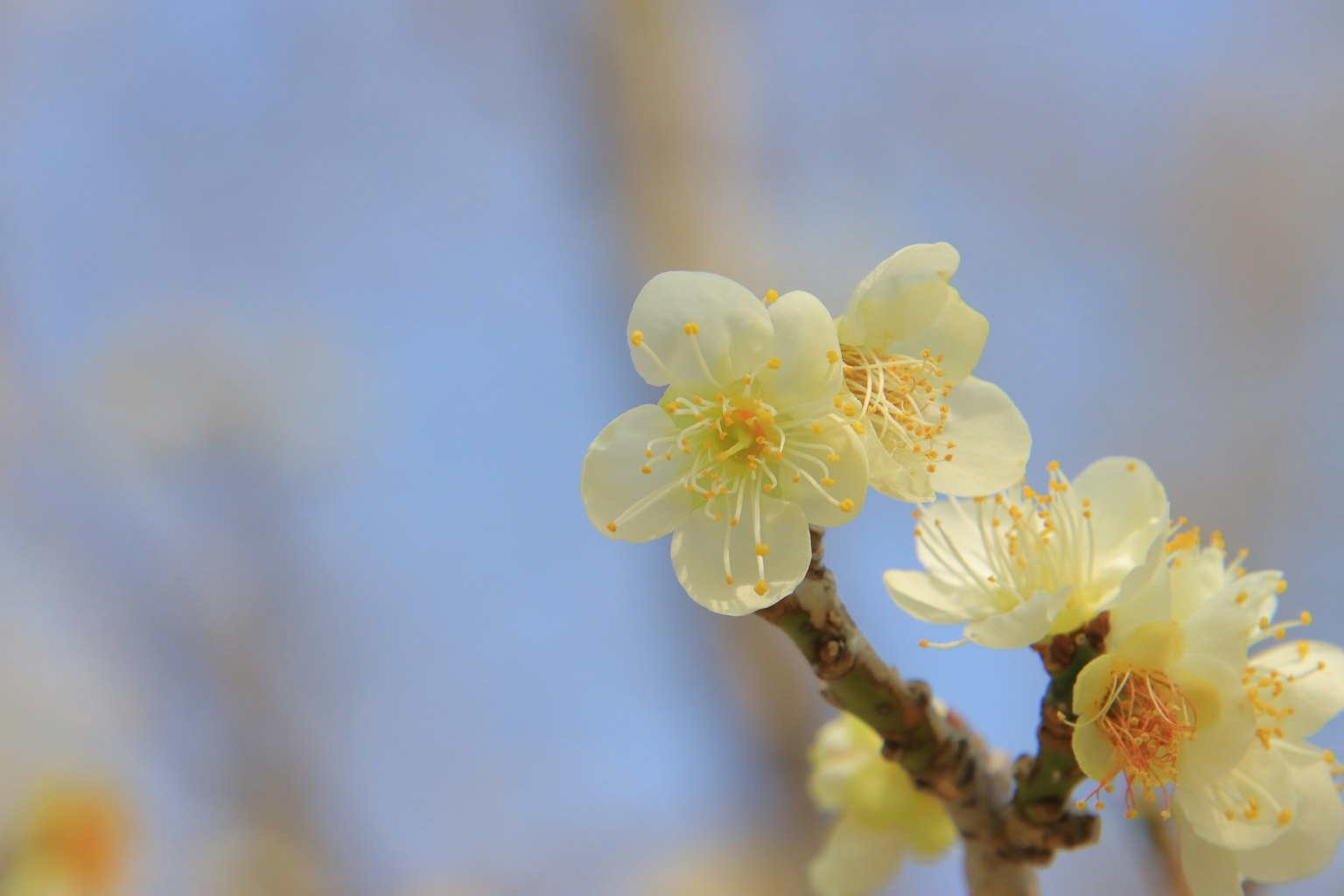 蓝天背景下的白色梅花特写