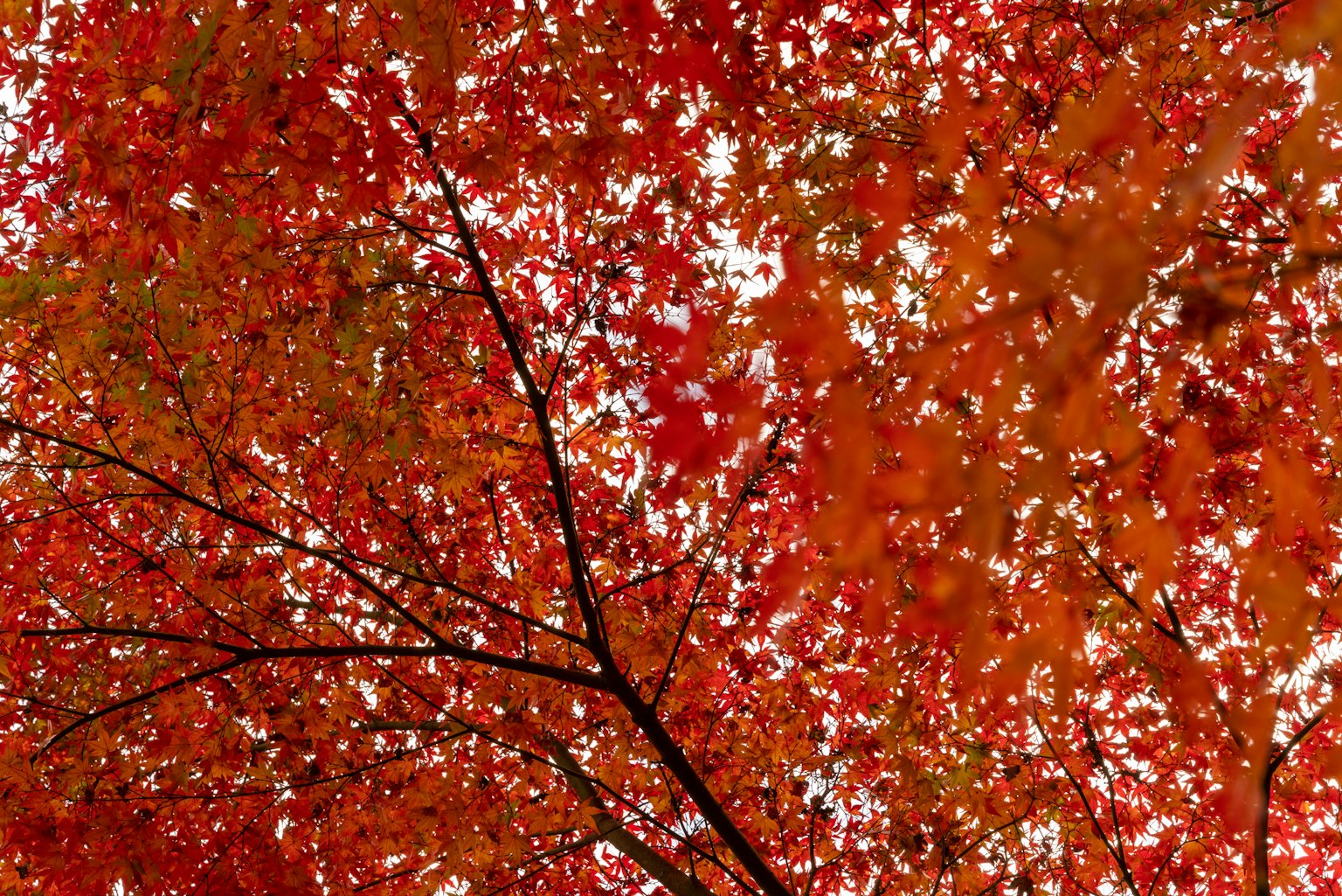 Blick von unten auf einen Baum mit lebhaften roten Blättern