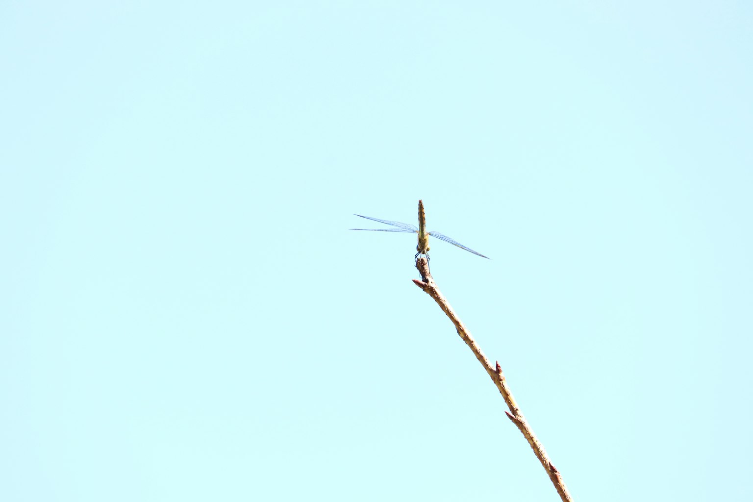 Una pequeña libélula posada en la punta de una rama contra un cielo azul claro