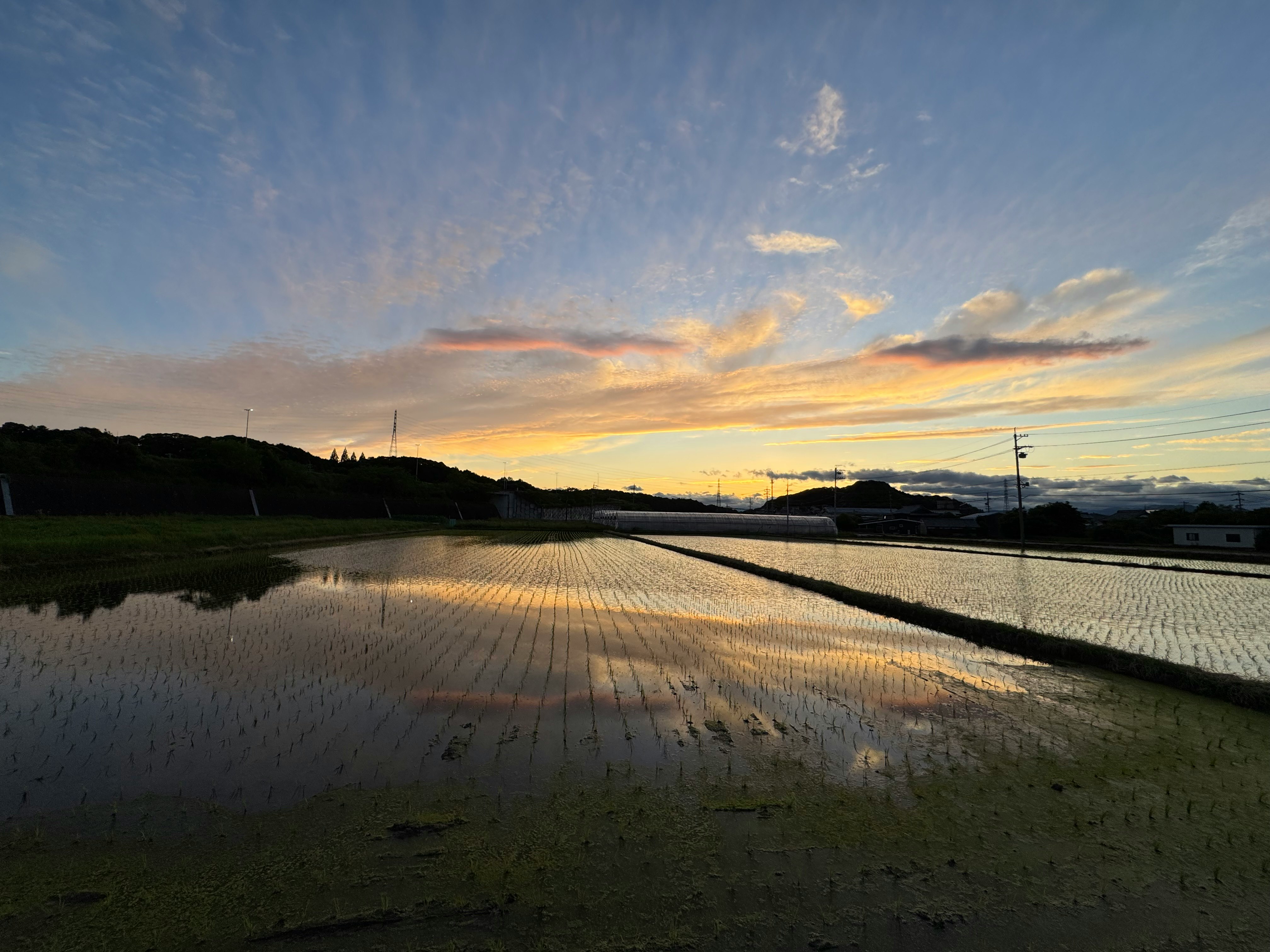 田んぼの水鏡に夕焼けが映る風景