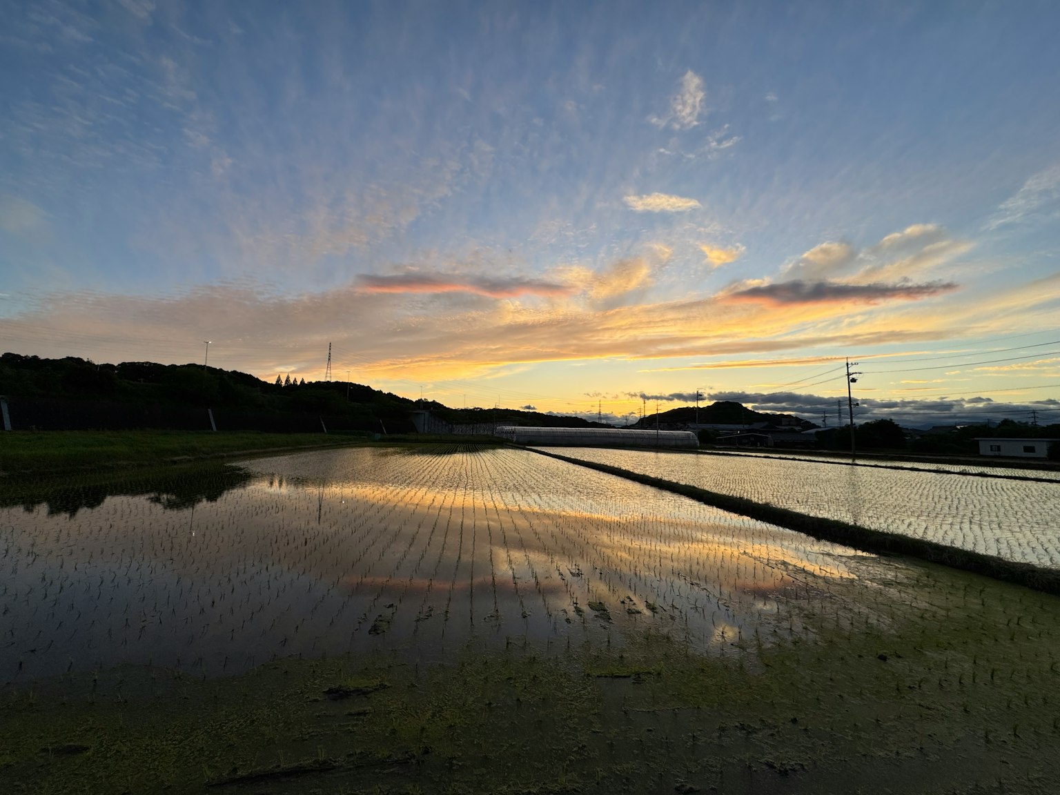 美麗的夕陽映照在稻田上